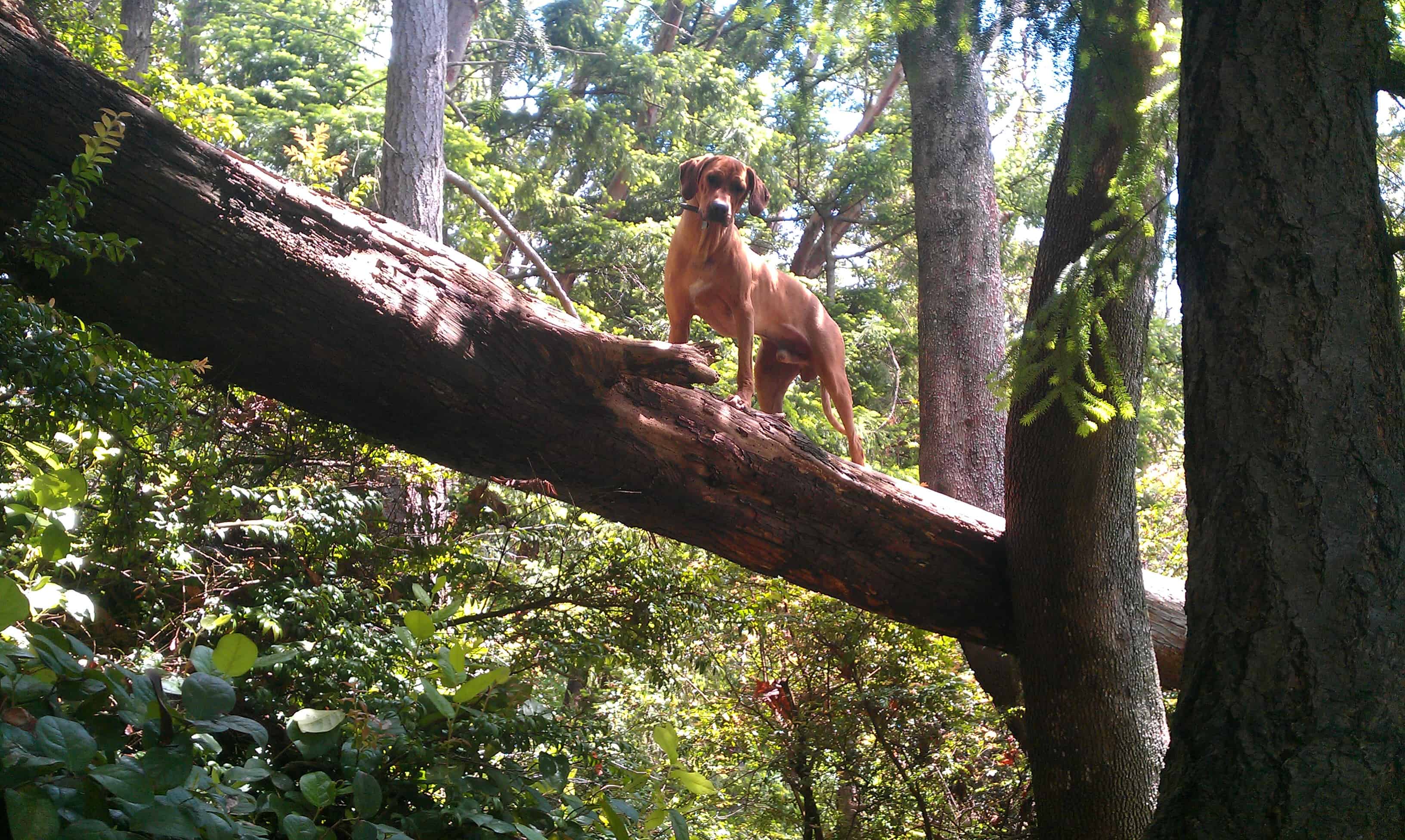 dog blog, rhodesian ridgeback photo