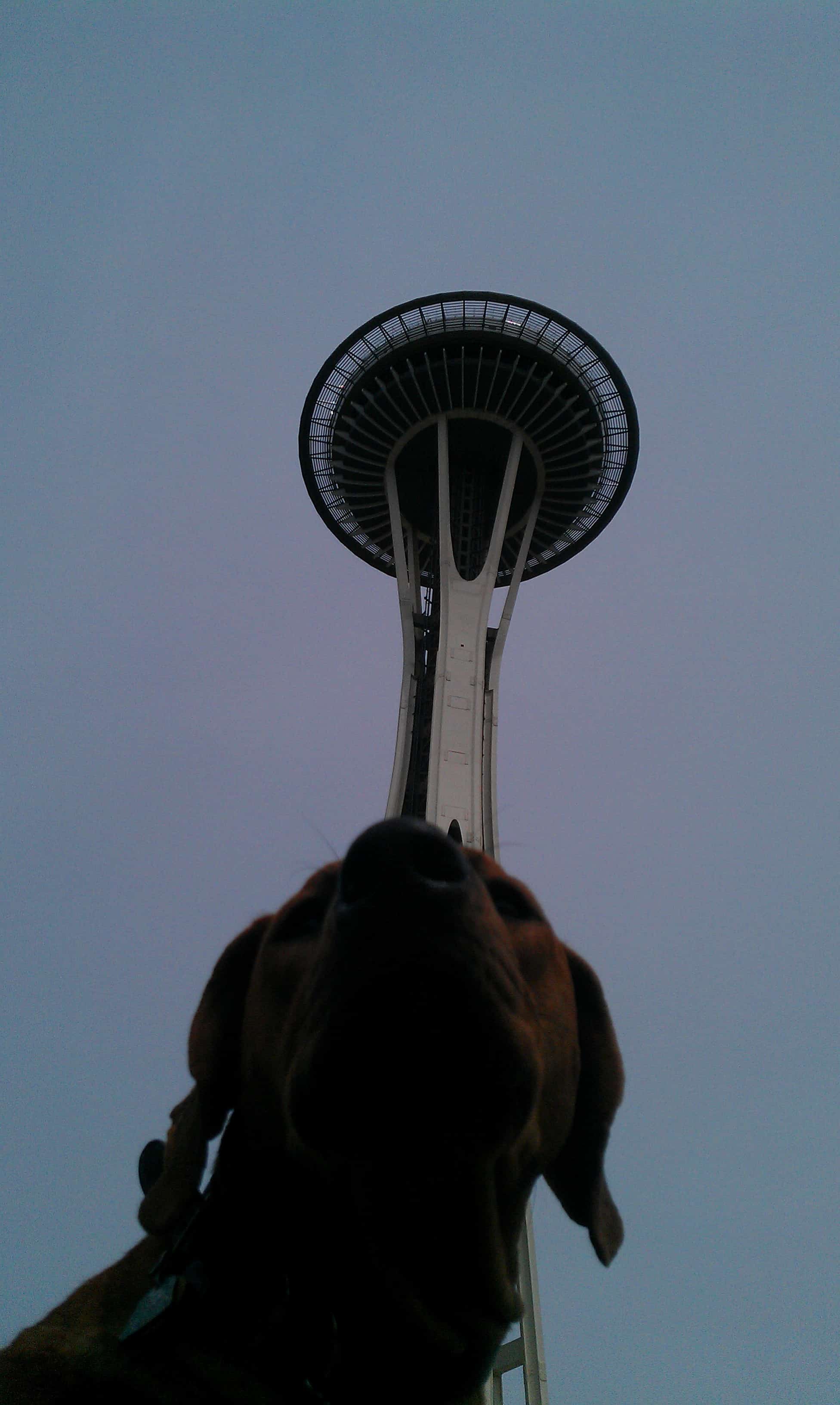 dog friendly seattle