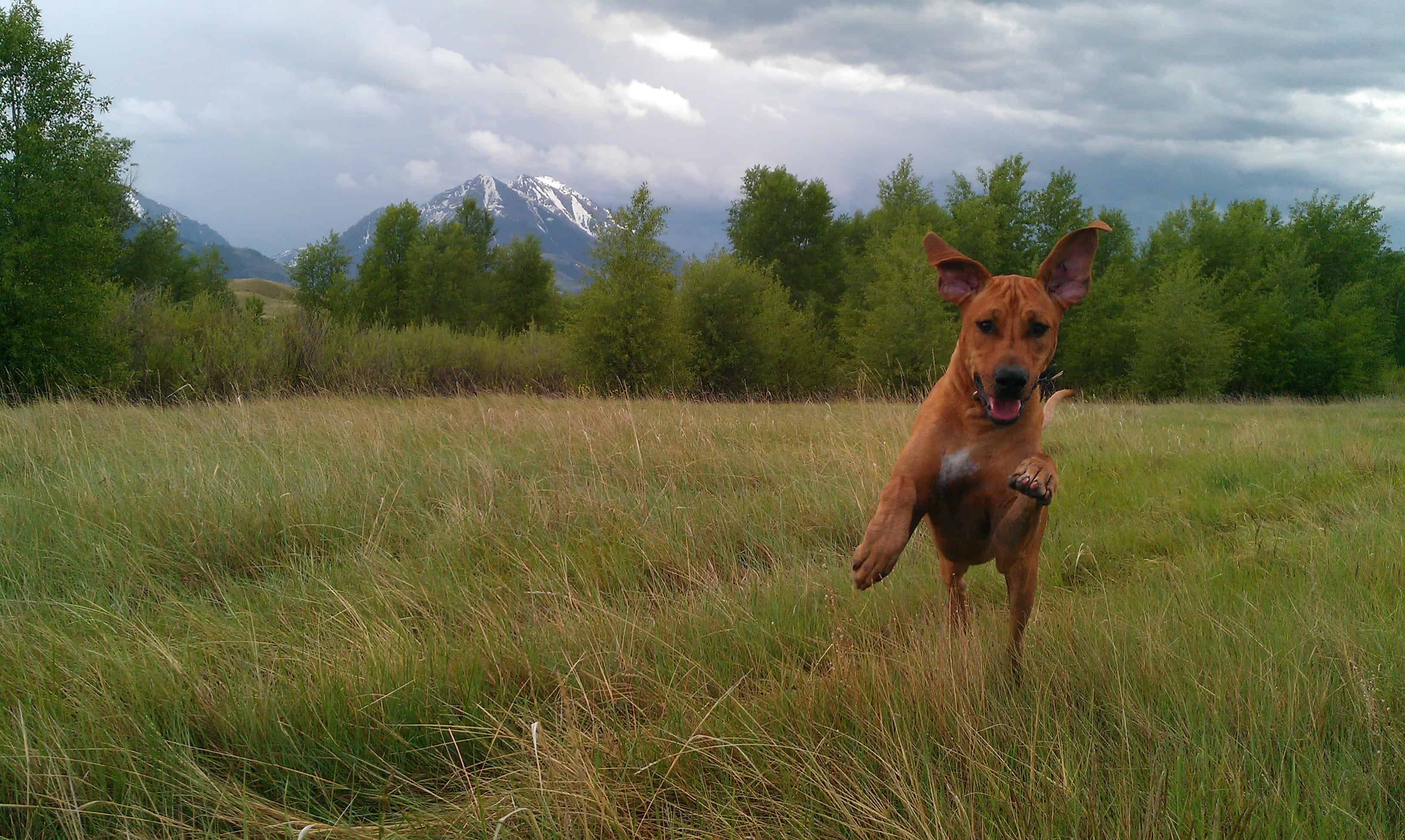 Rhodesian Ridgeback, adventure, dogs, marking our territory, photos