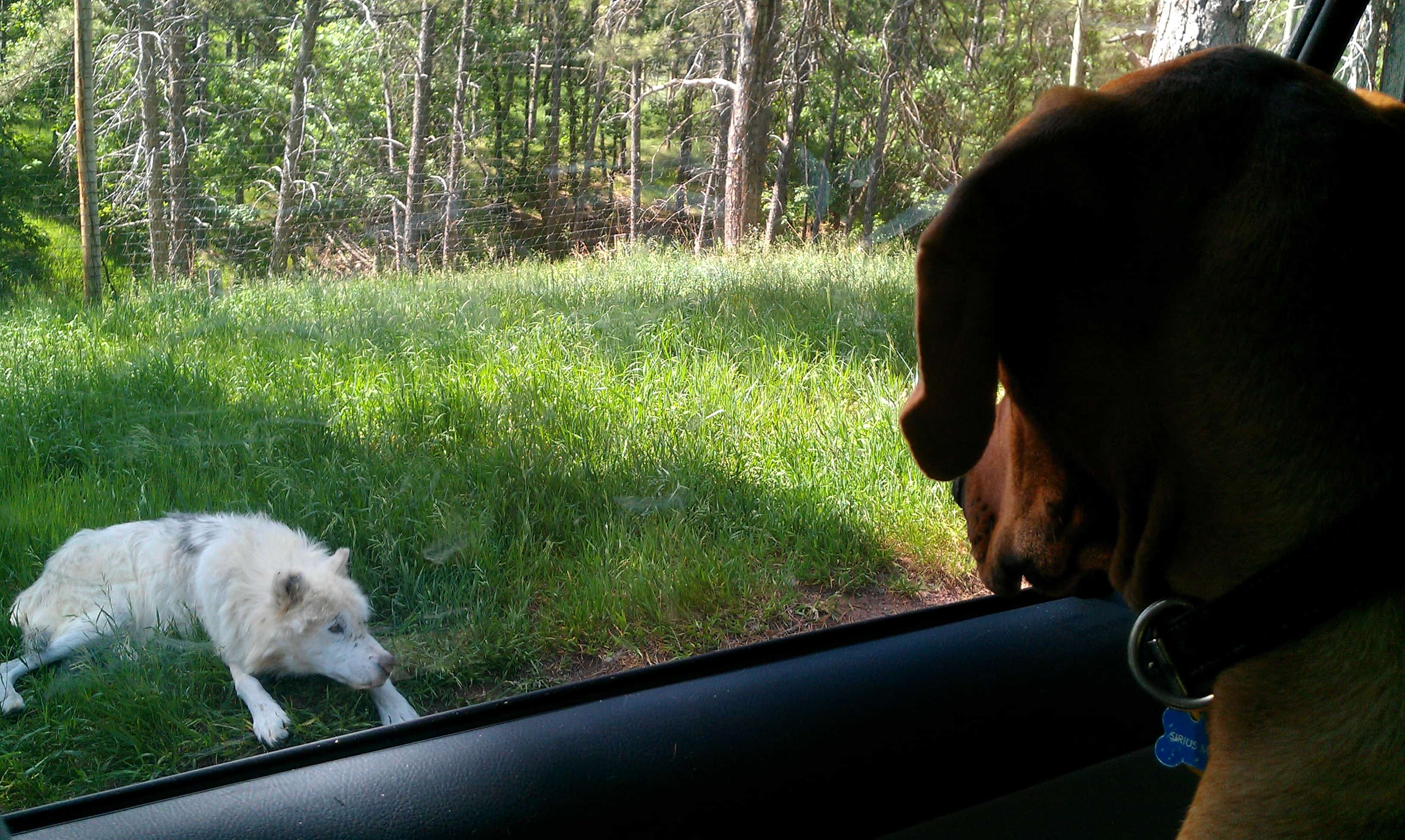 dog friendly road trip