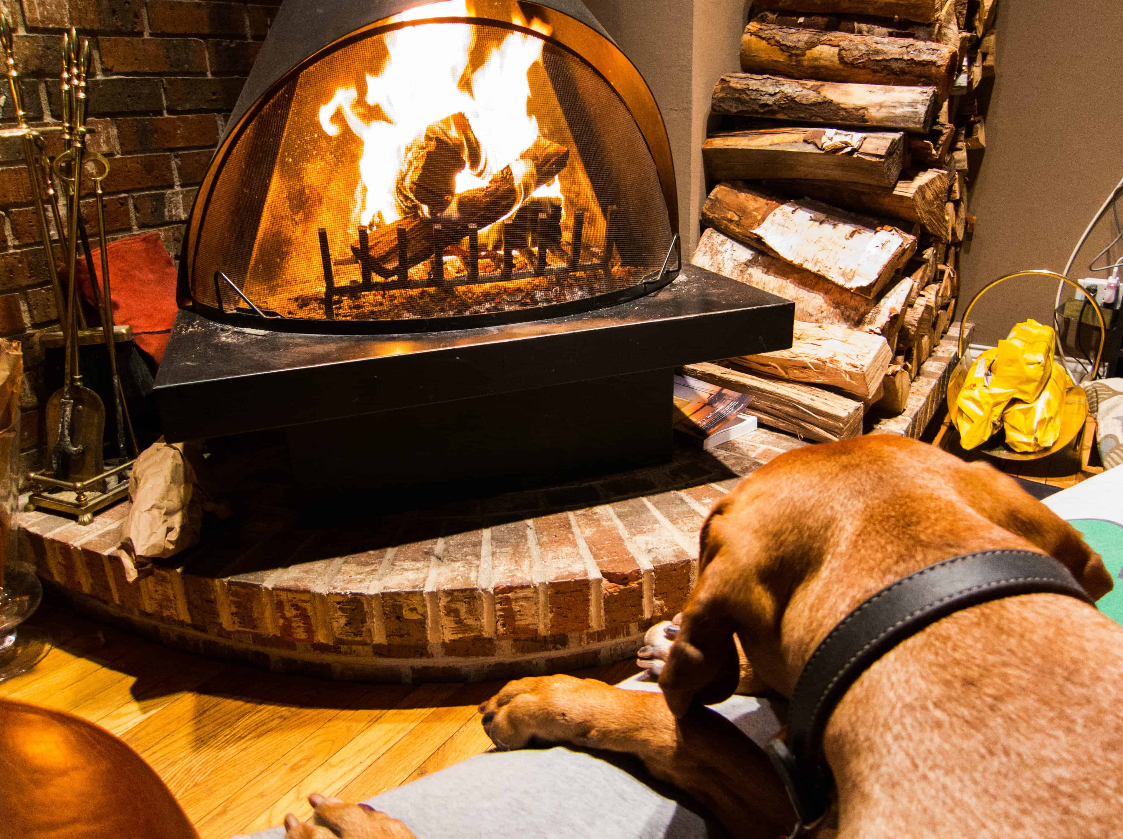 Rhodesian Ridgeback,pet adventure