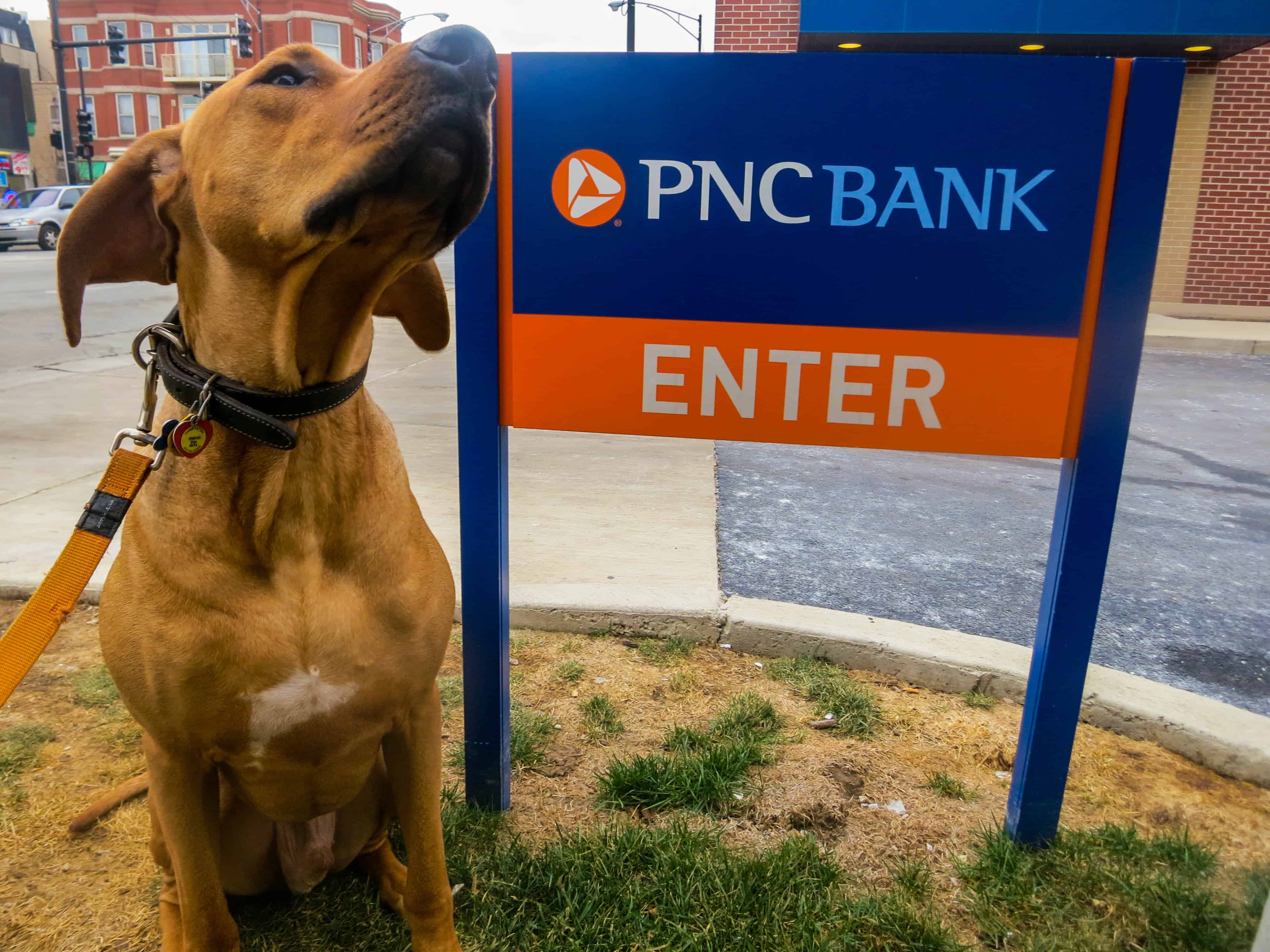 Rhodesian Ridgeback, pet adventure