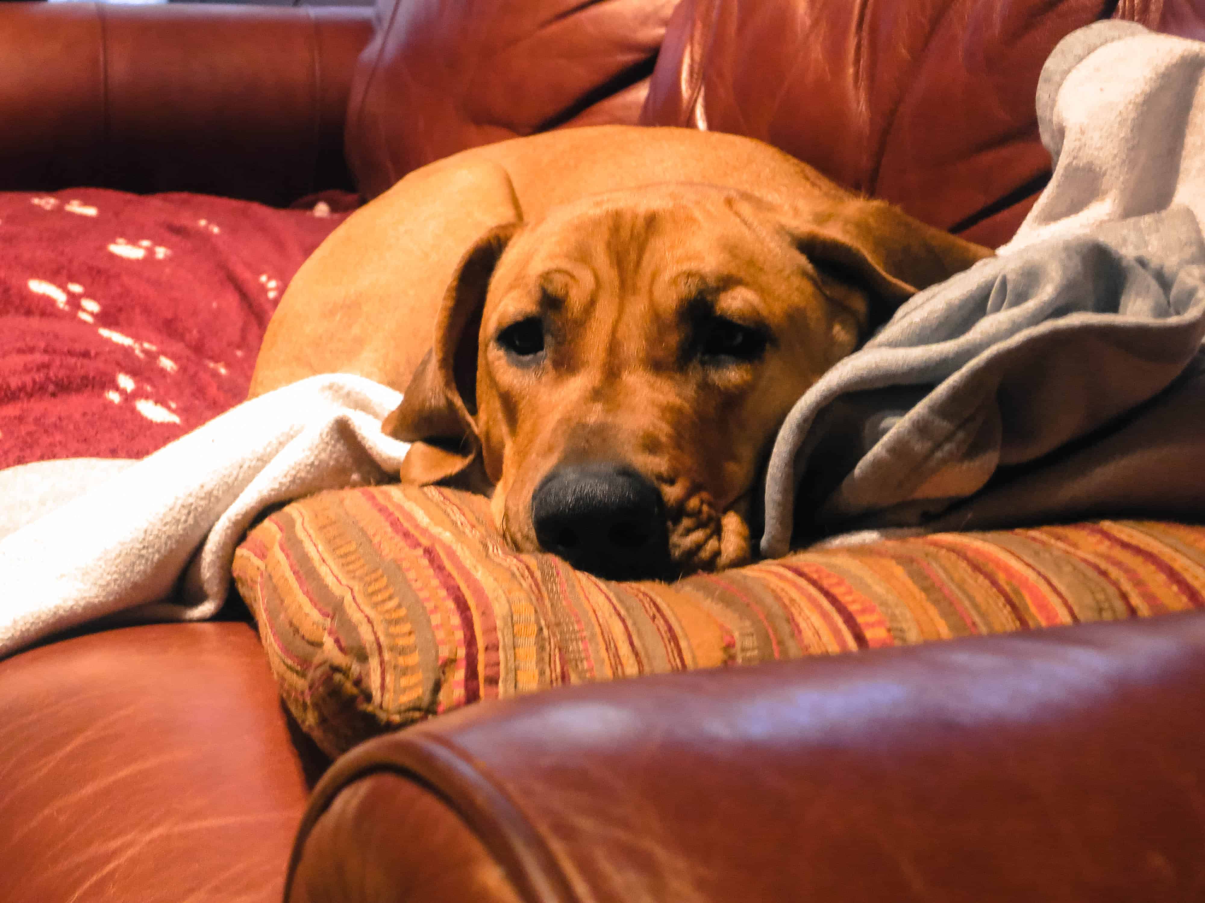 Rhodesian Ridgeback photo, dog blog