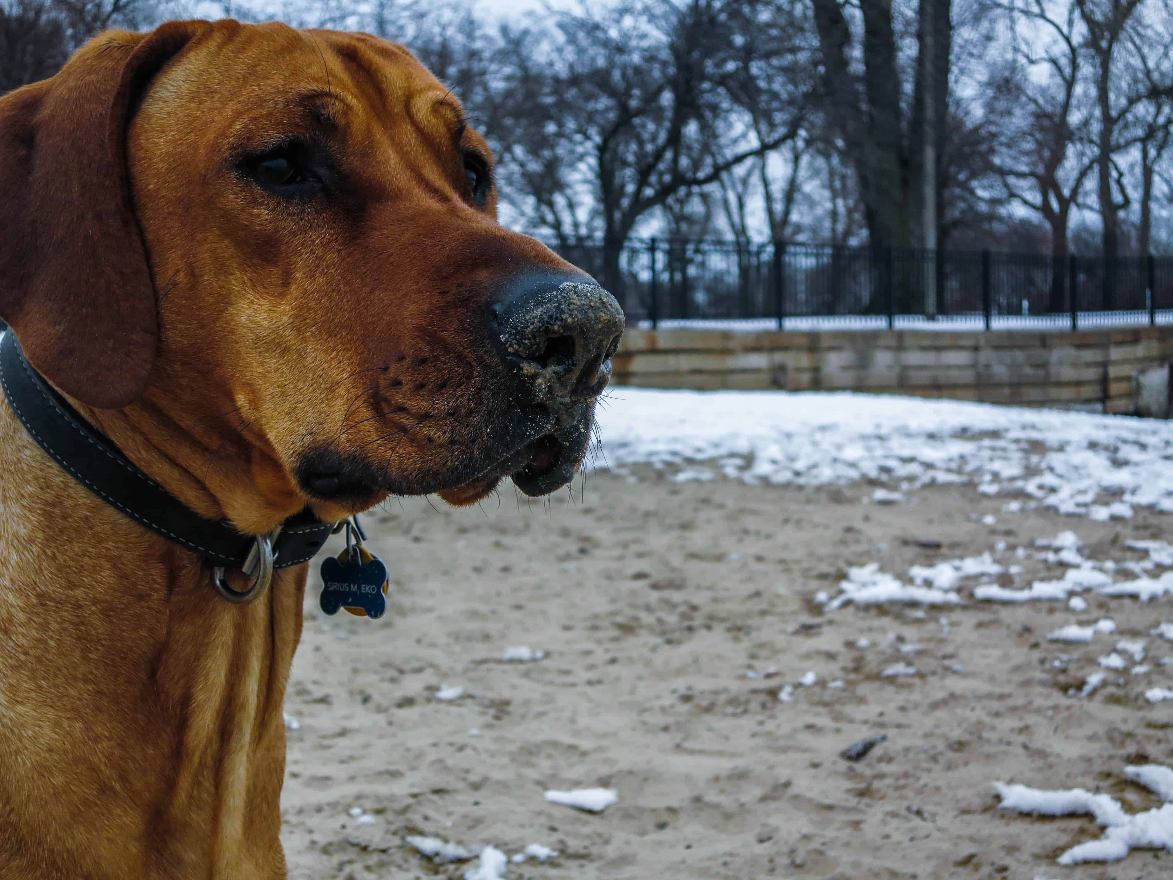 Rhodesian Ridgeback, pet adventure