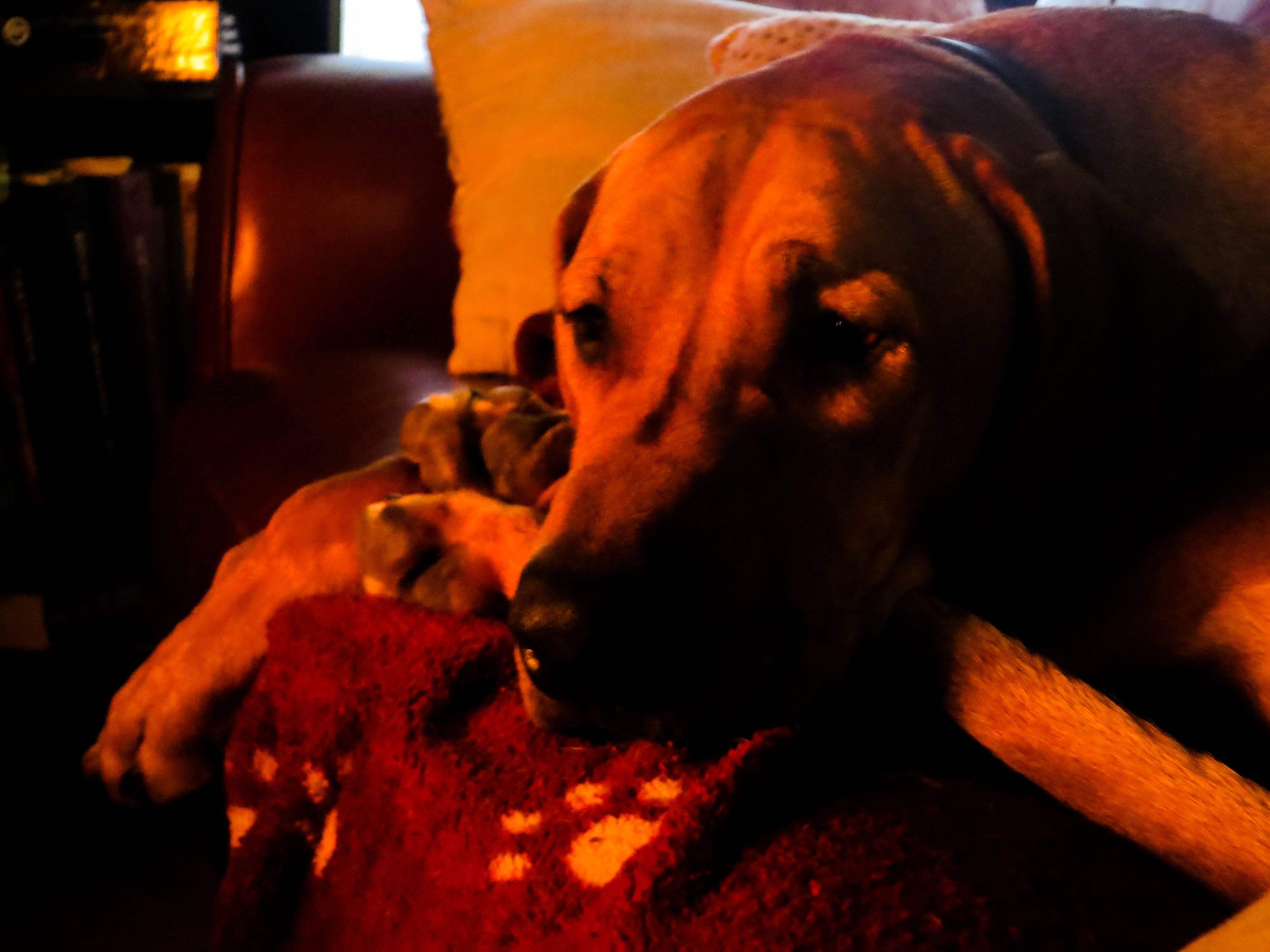 Rhodesian Ridgeback photo