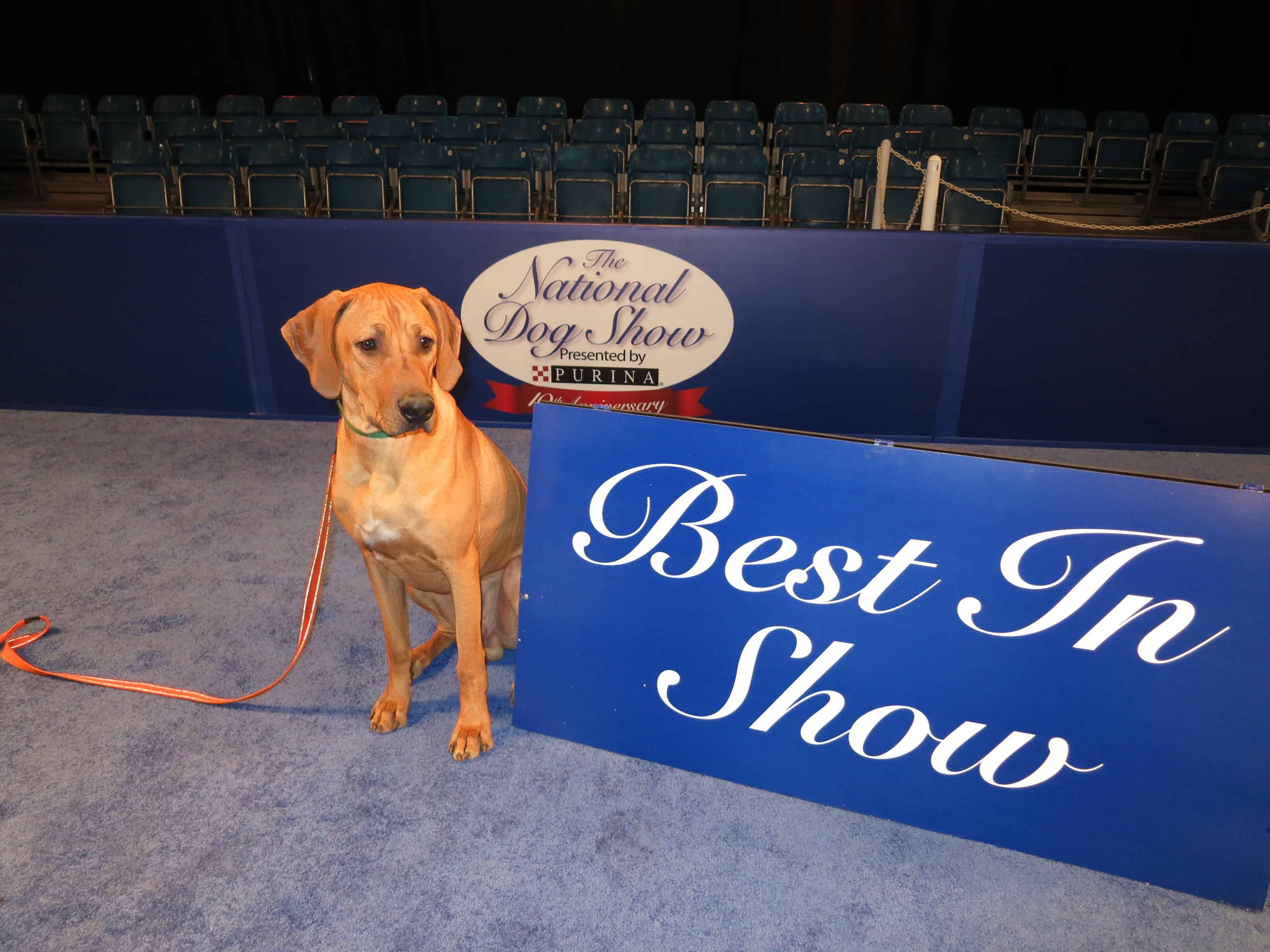 National Dog Show, NBC, Purina, Rhodesian Ridgeback, adventure, dog blog