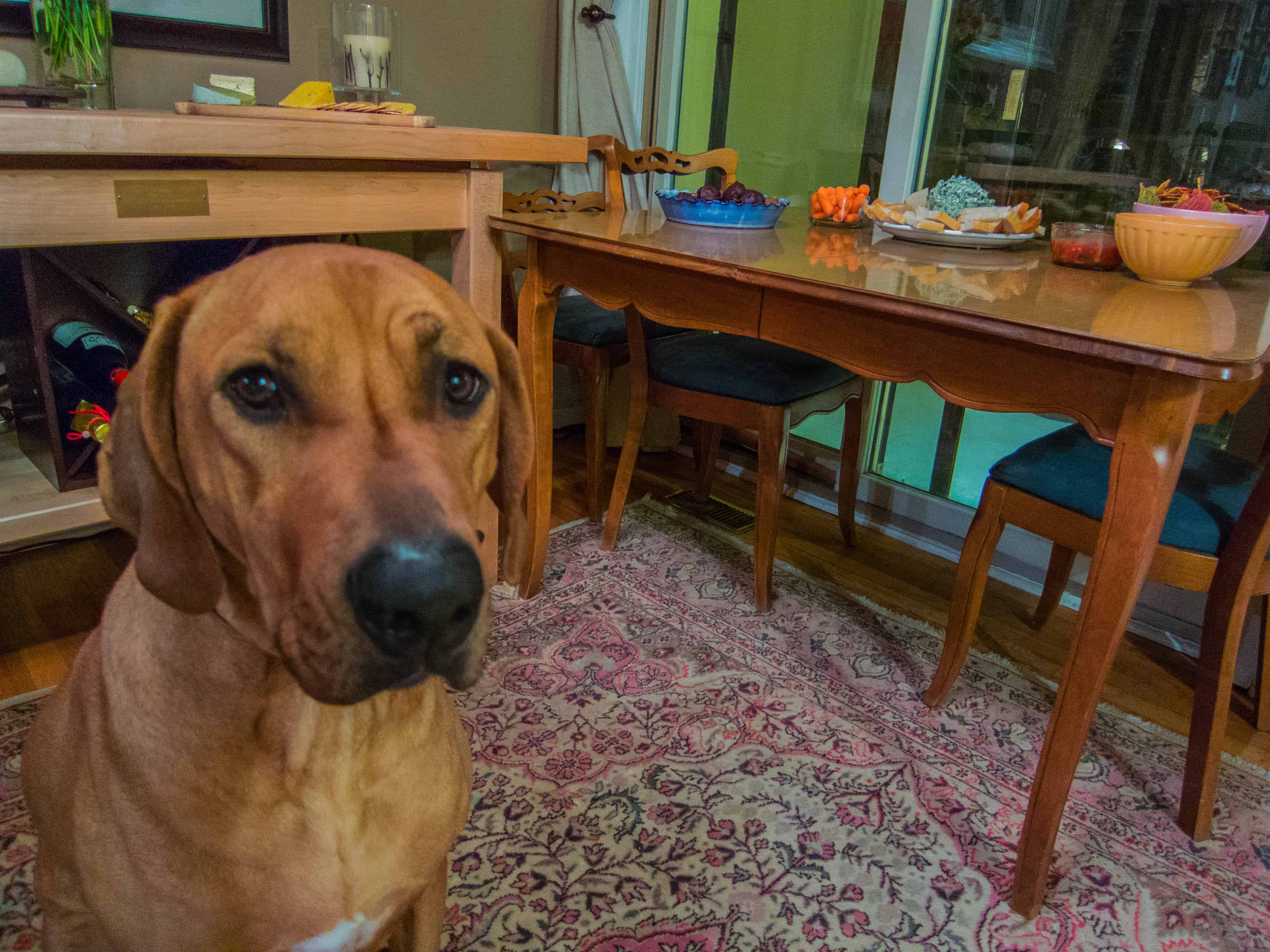 Rhodesian Ridgeback