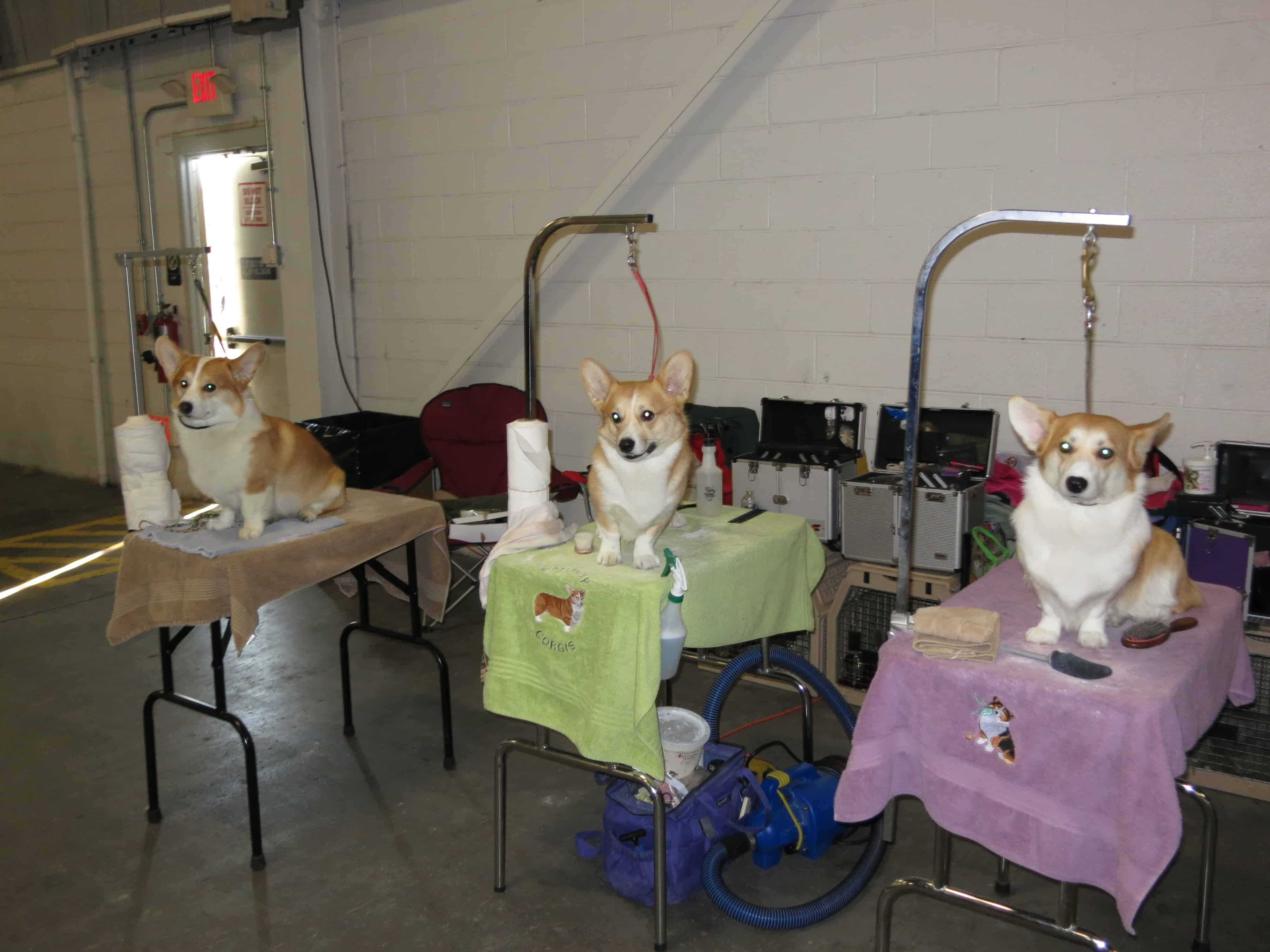 national dog show, pet blog