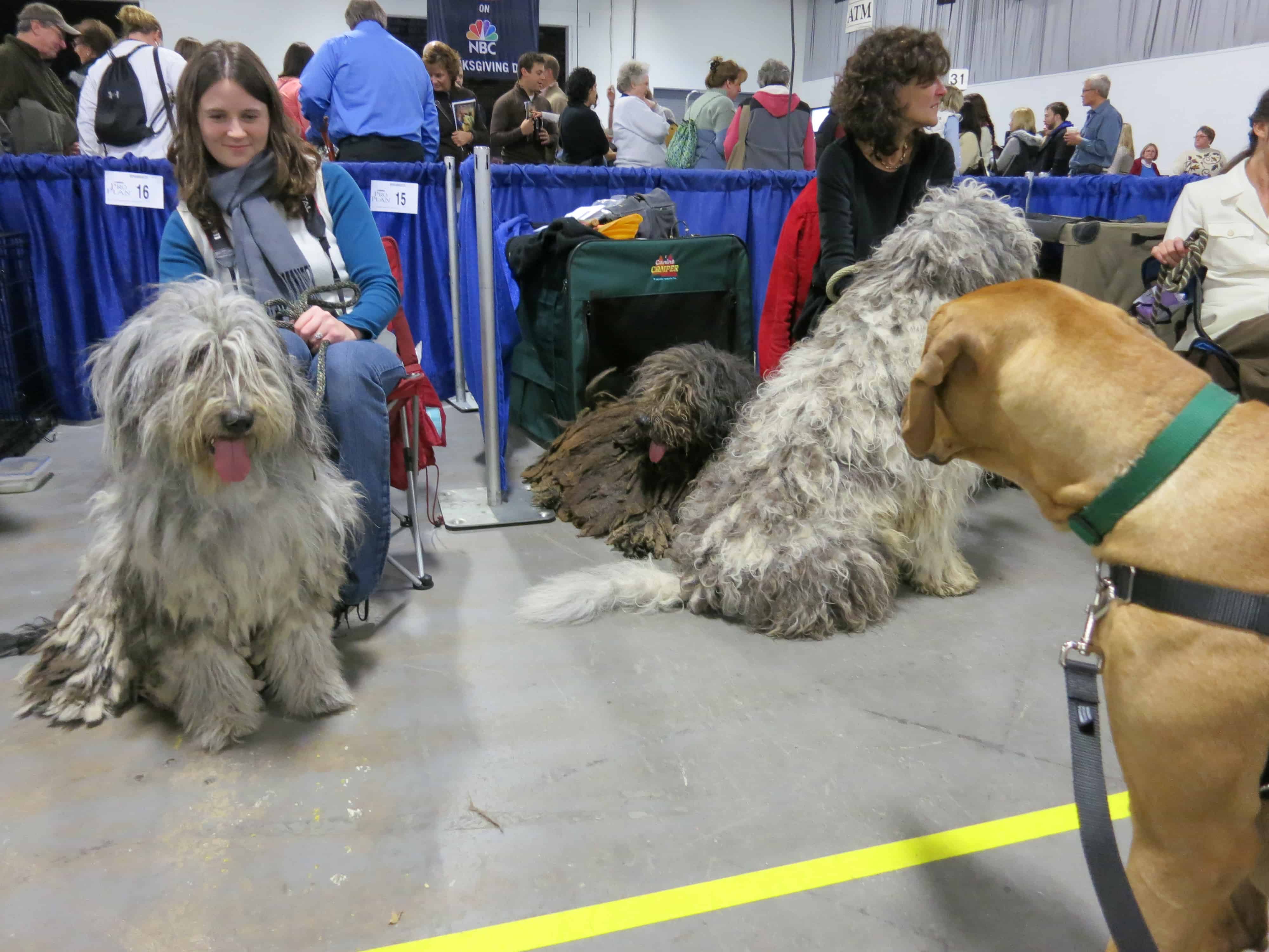 Rhodesian Ridgeback, national dog show