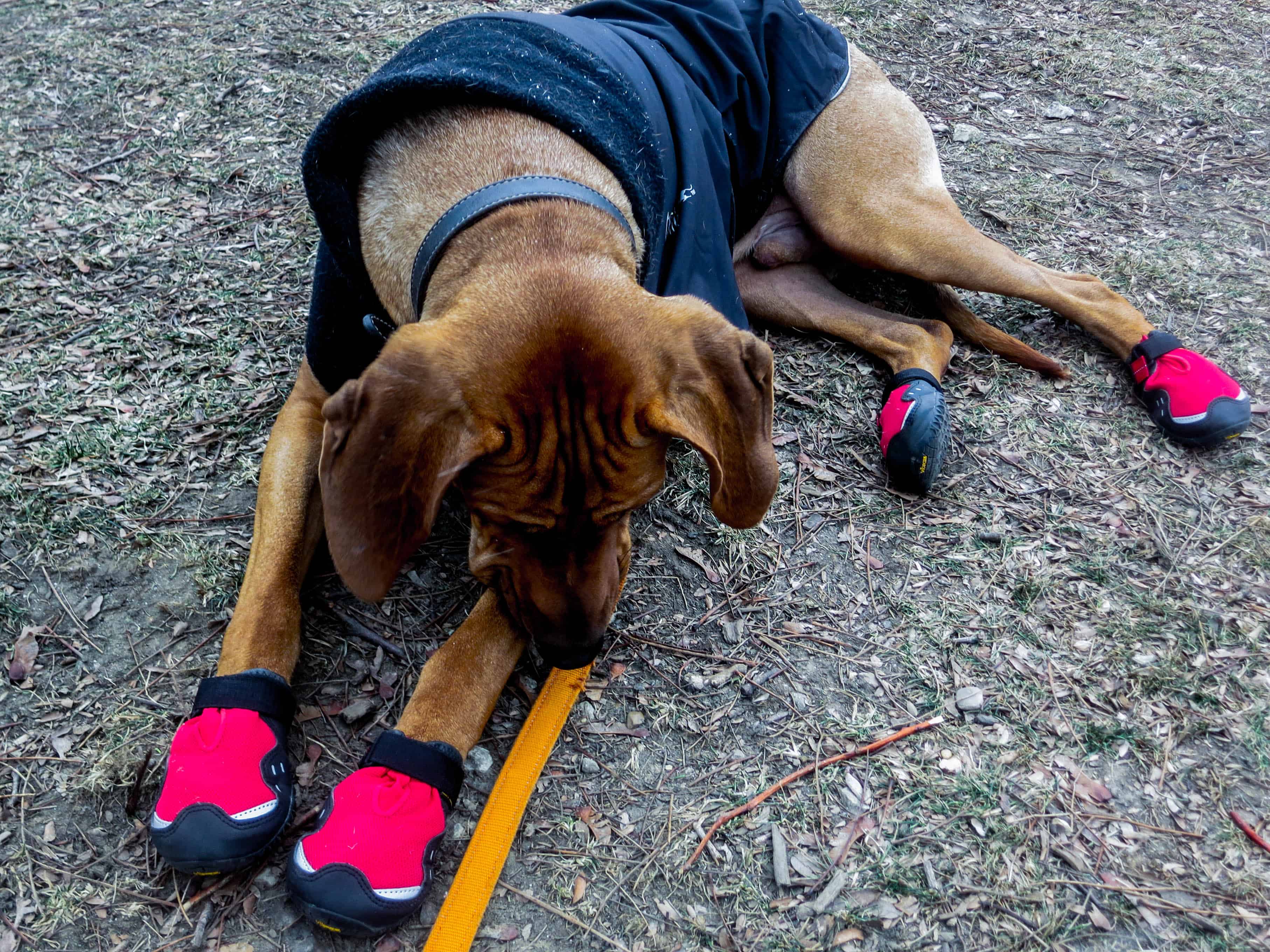 Rhodesian Ridgeback, adventure, dog blog, dogs, photos, pets, adventure, chicago, winter, dog boots