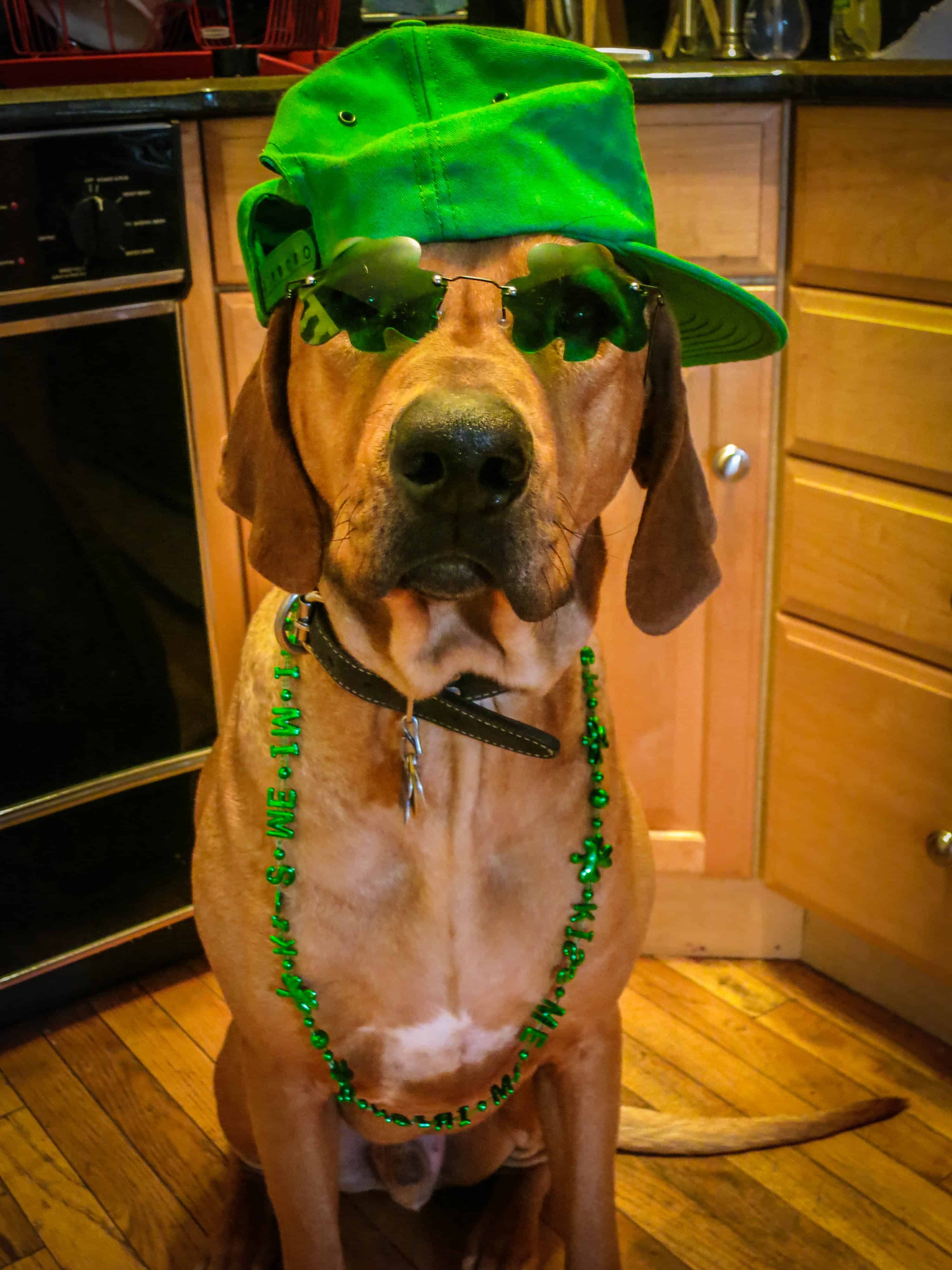 Rhodesian Ridgeback, adventure