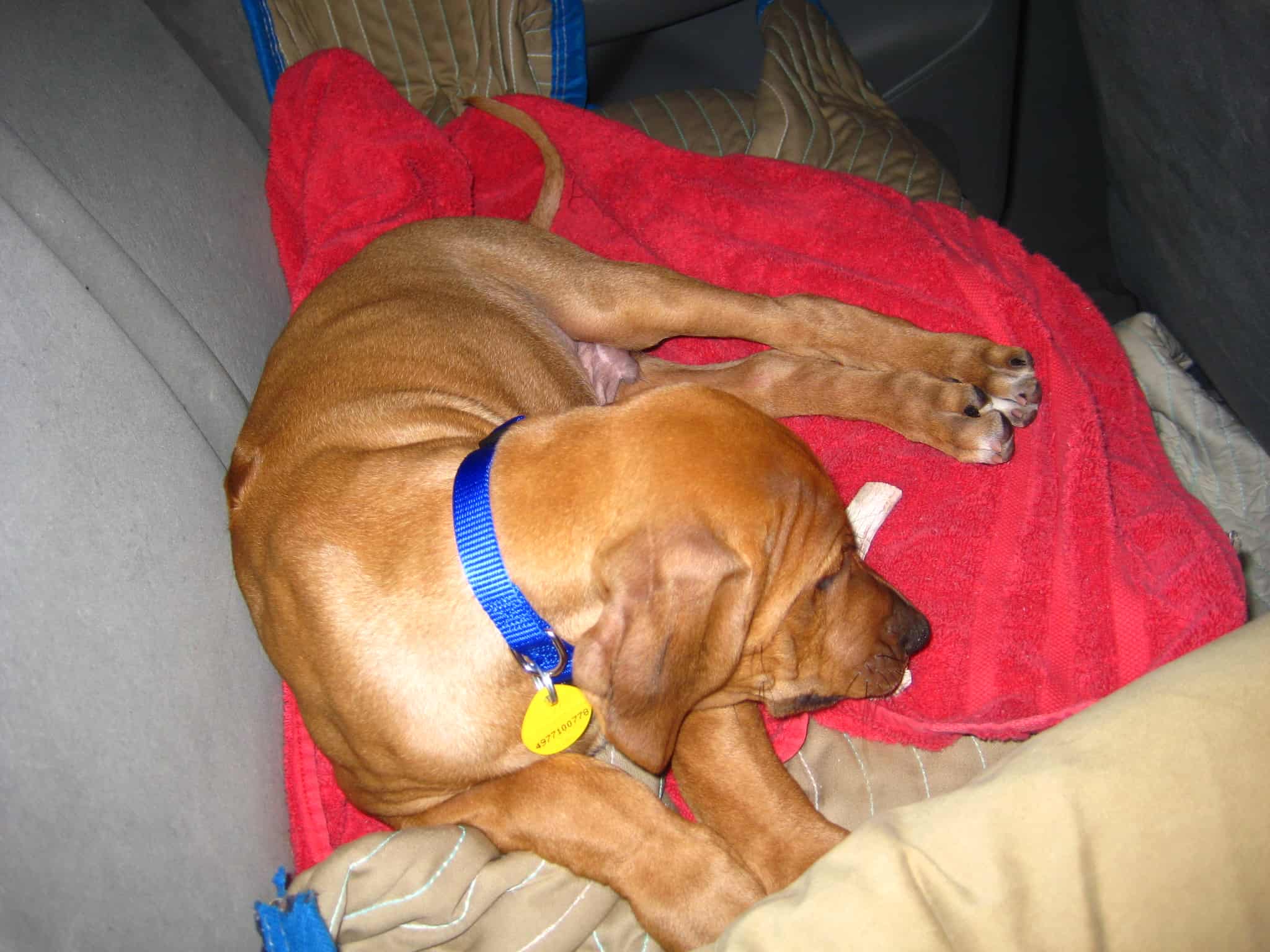 Rhodesian Ridgeback, marking our territory, dog blog, adventure, pet-friendly