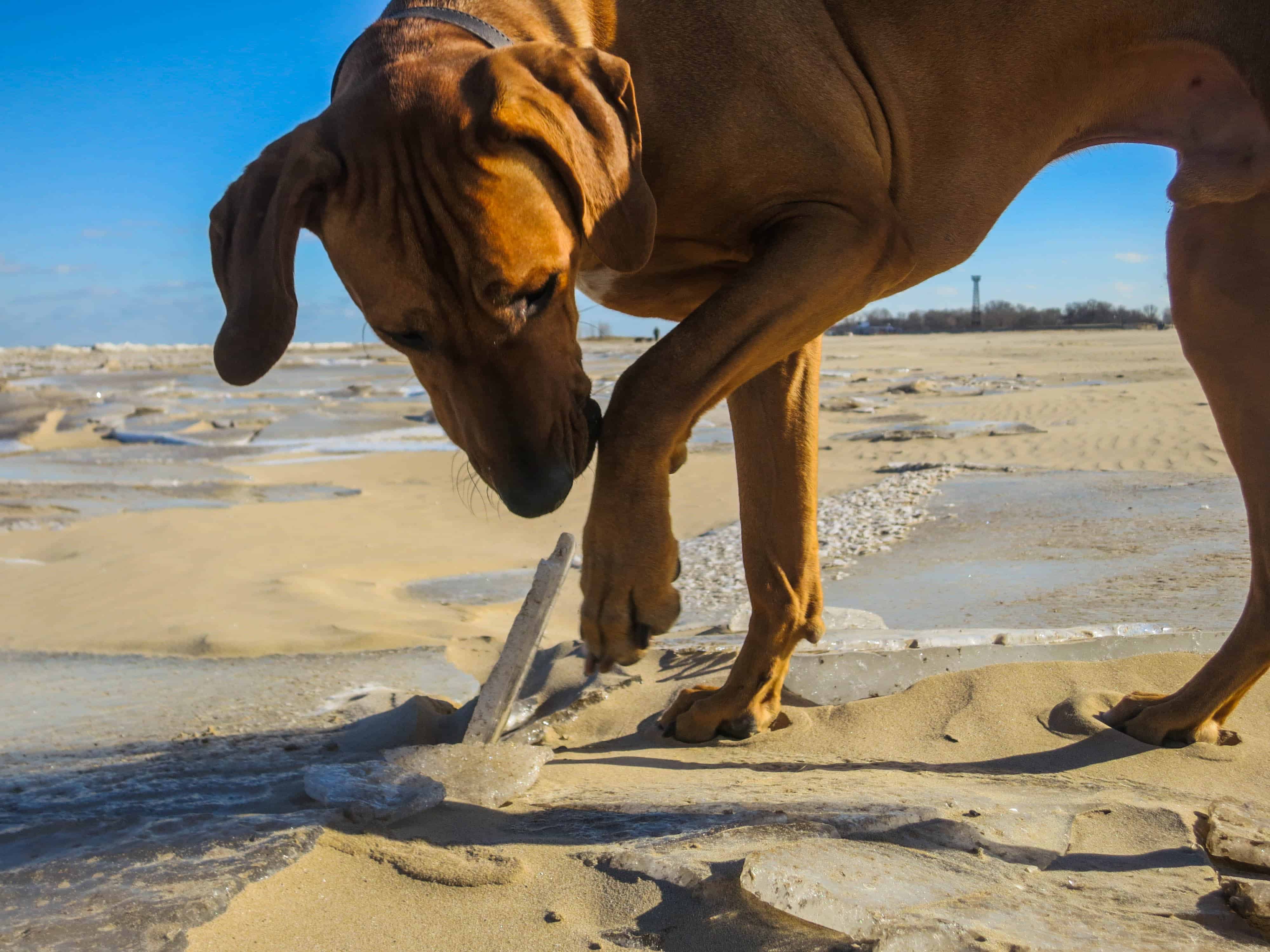 RHodesian ridgeback, pet beach