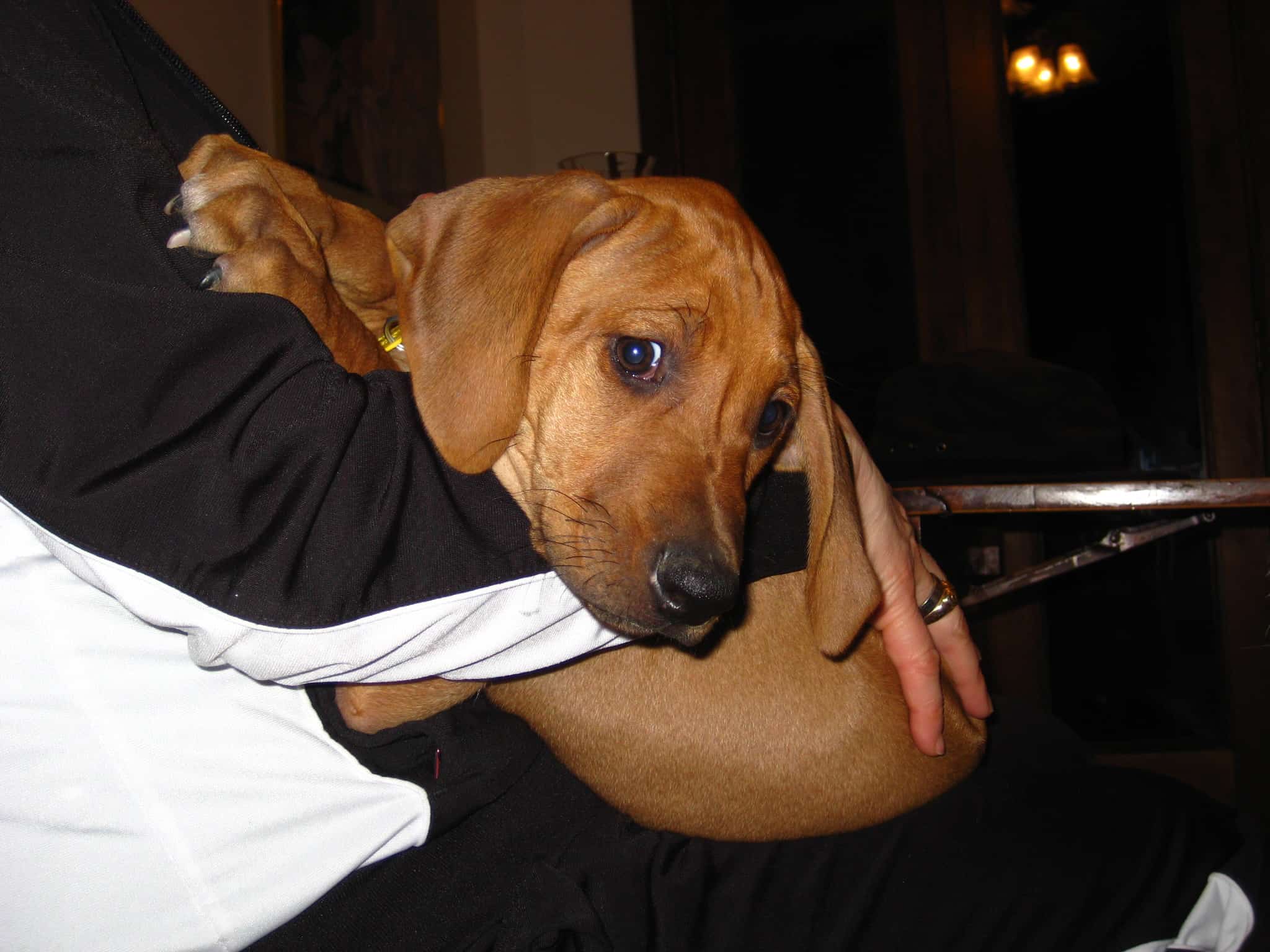 RHodesian Ridgeback, dog blog, pet photos, pet adventure