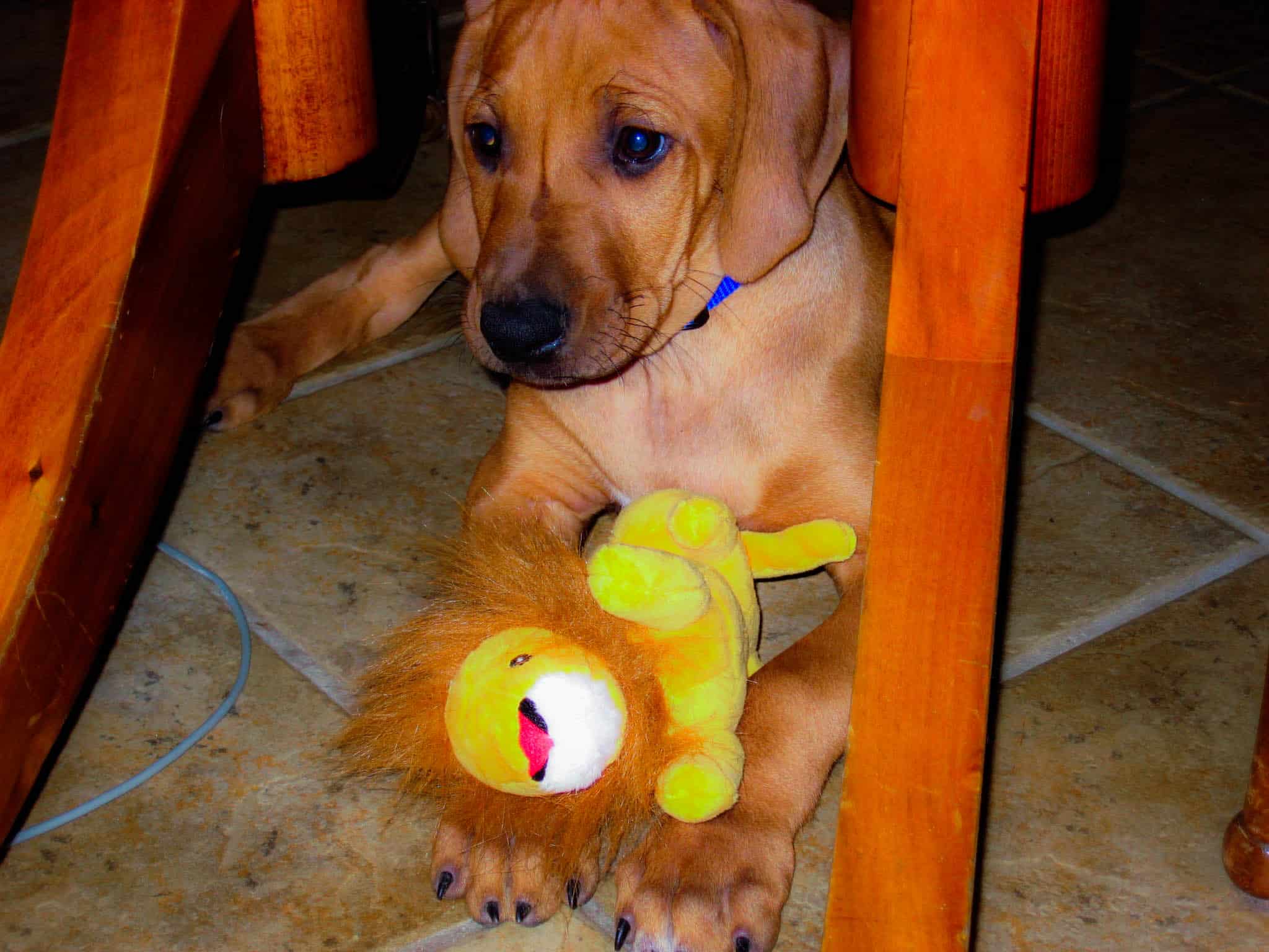 Rhodesian Ridgeback, Rhodesian Ridgeback puppy, Rhodesian Ridgeback photo, dog adventure, dog blog, marking our territory, petcentric