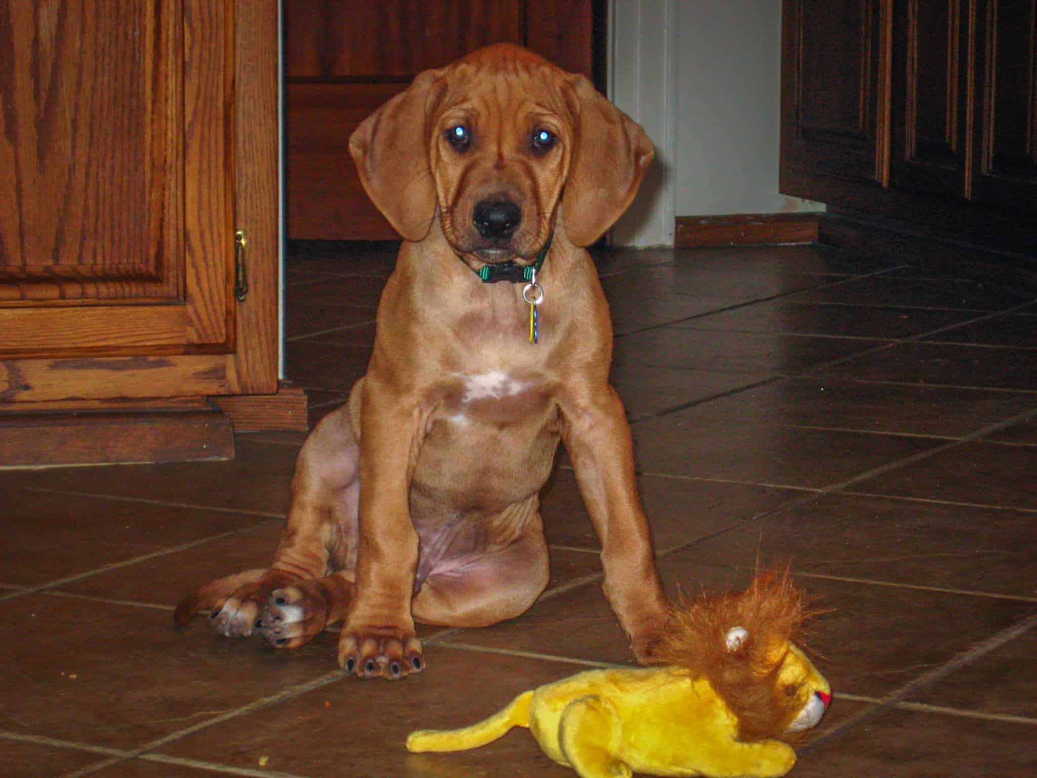 Rhodesian Ridgeback, adventure, marking our territory, chicago, dogs, blog, photo