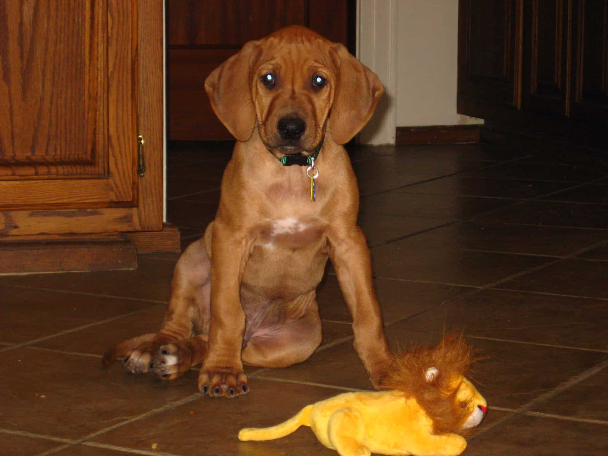 Rhodesian Ridgeback