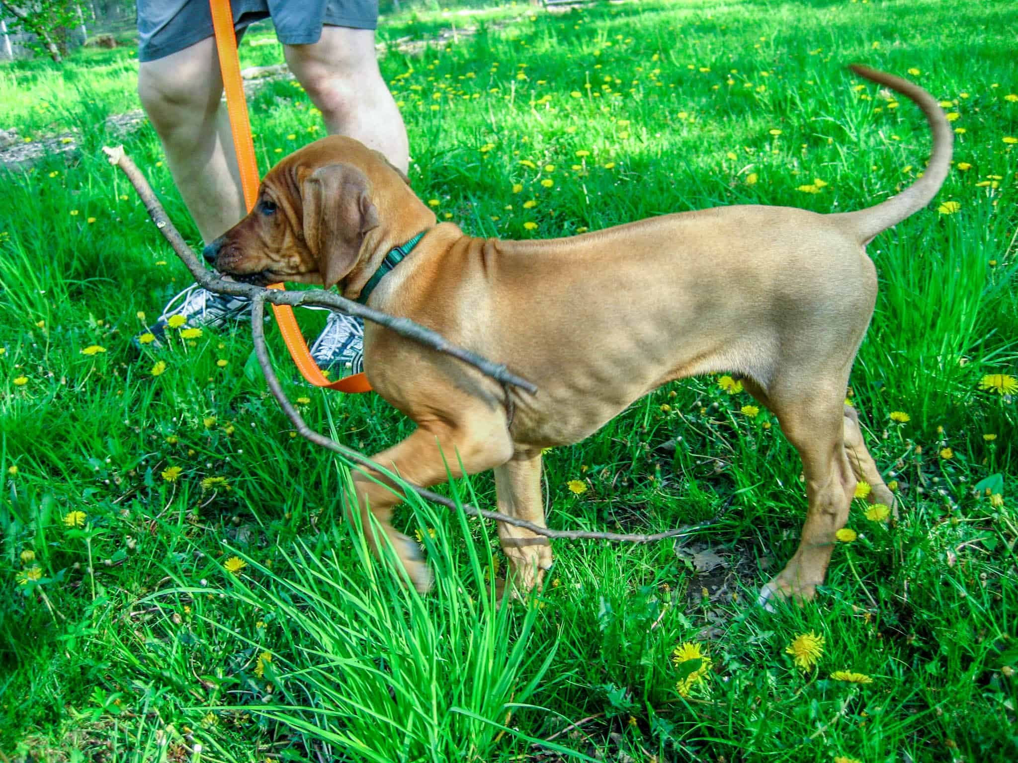 Rhodesian Ridgeback, Rhodesian Ridgeback puppy, Rhodesian Ridgeback photo, dog adventure, dog blog, marking our territory, petcentric