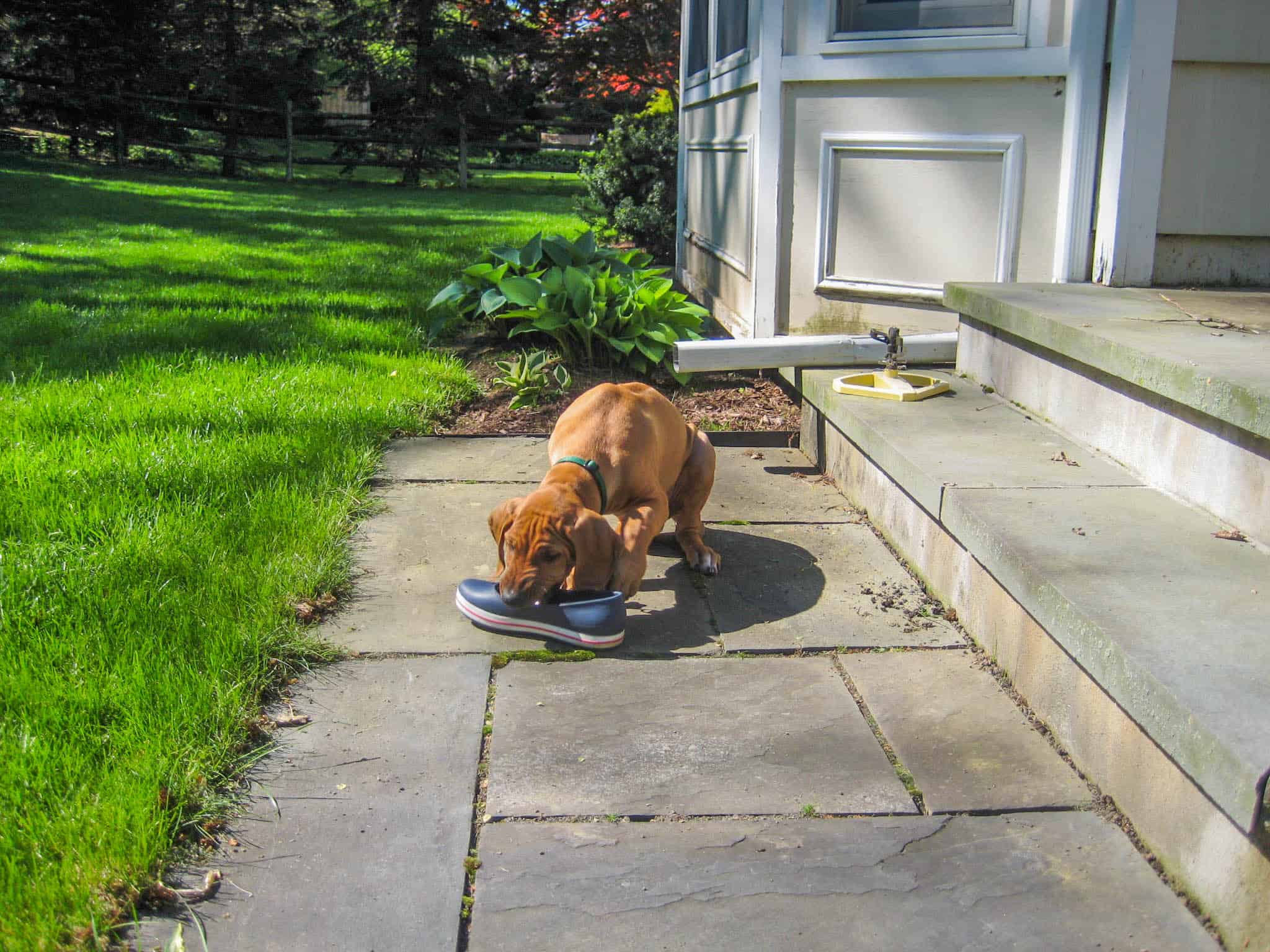 Rhodesian Ridgeback, Rhodesian Ridgeback puppy, Rhodesian Ridgeback photo, dog adventure, dog blog, marking our territory, petcentric