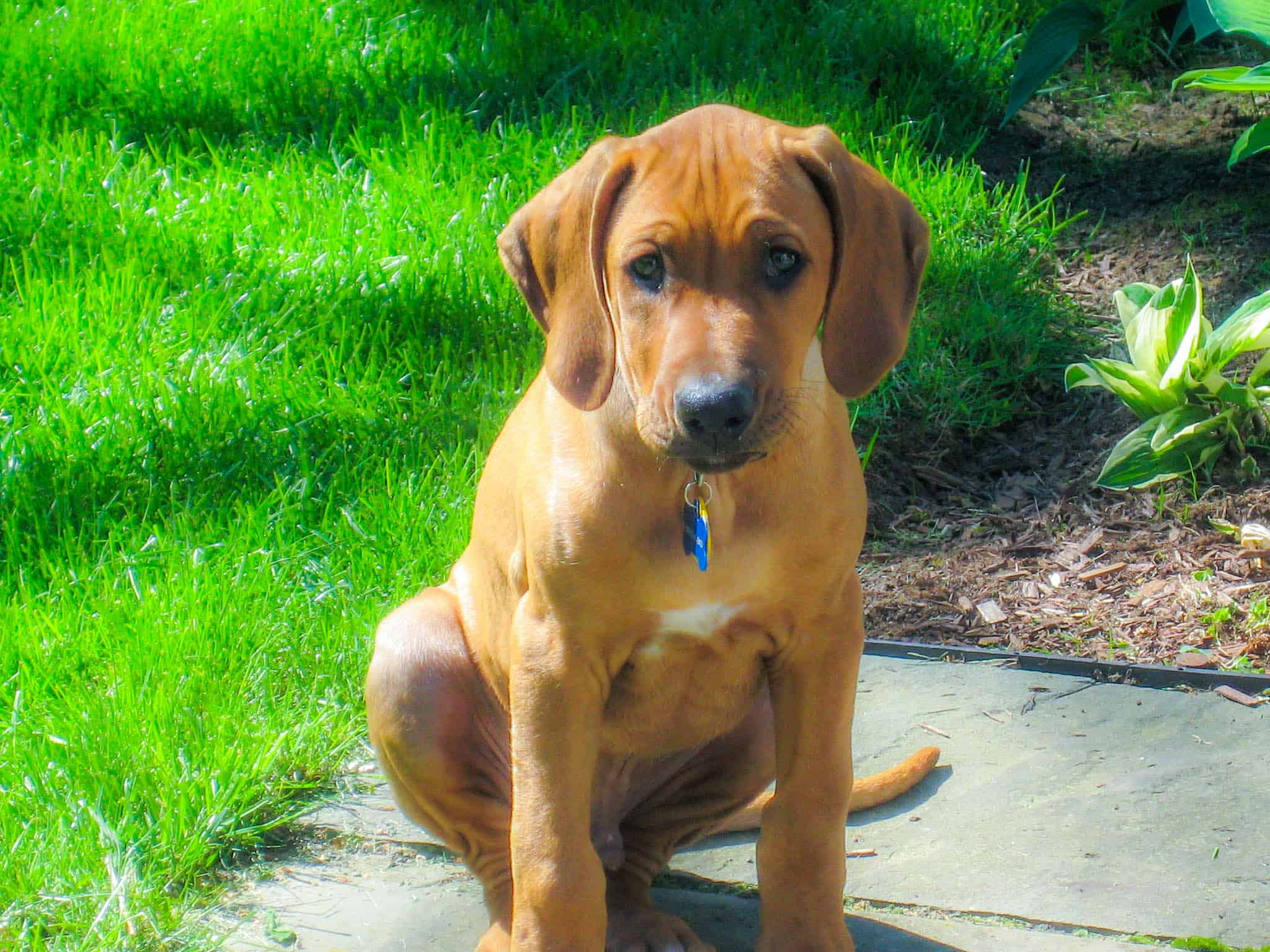 Rhodesian Ridgeback, Rhodesian Ridgeback puppy, Rhodesian Ridgeback photo, dog adventure, dog blog, marking our territory, petcentric