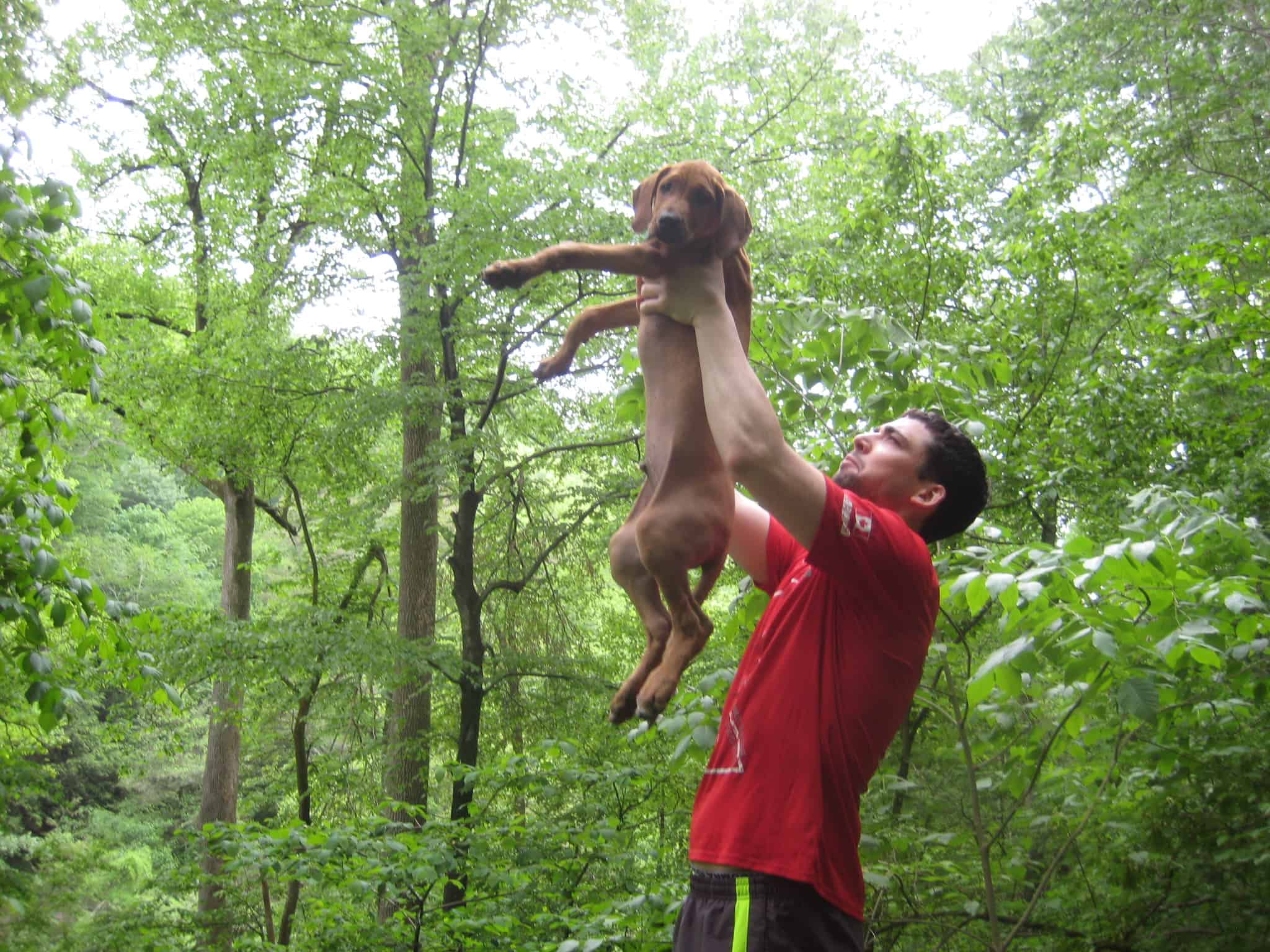 Rhodesian Ridgeback