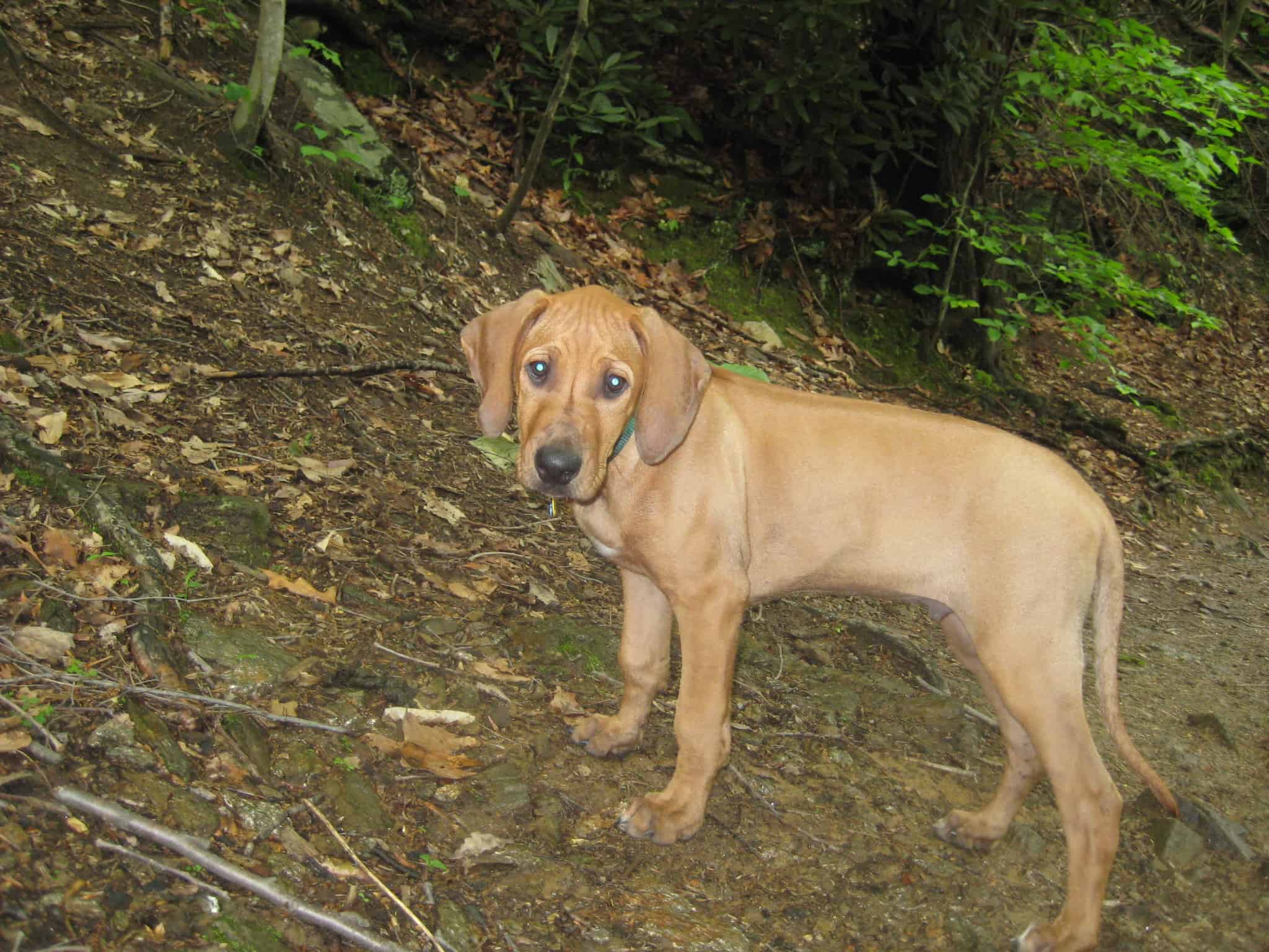 Rhodesian Ridgeback puppy