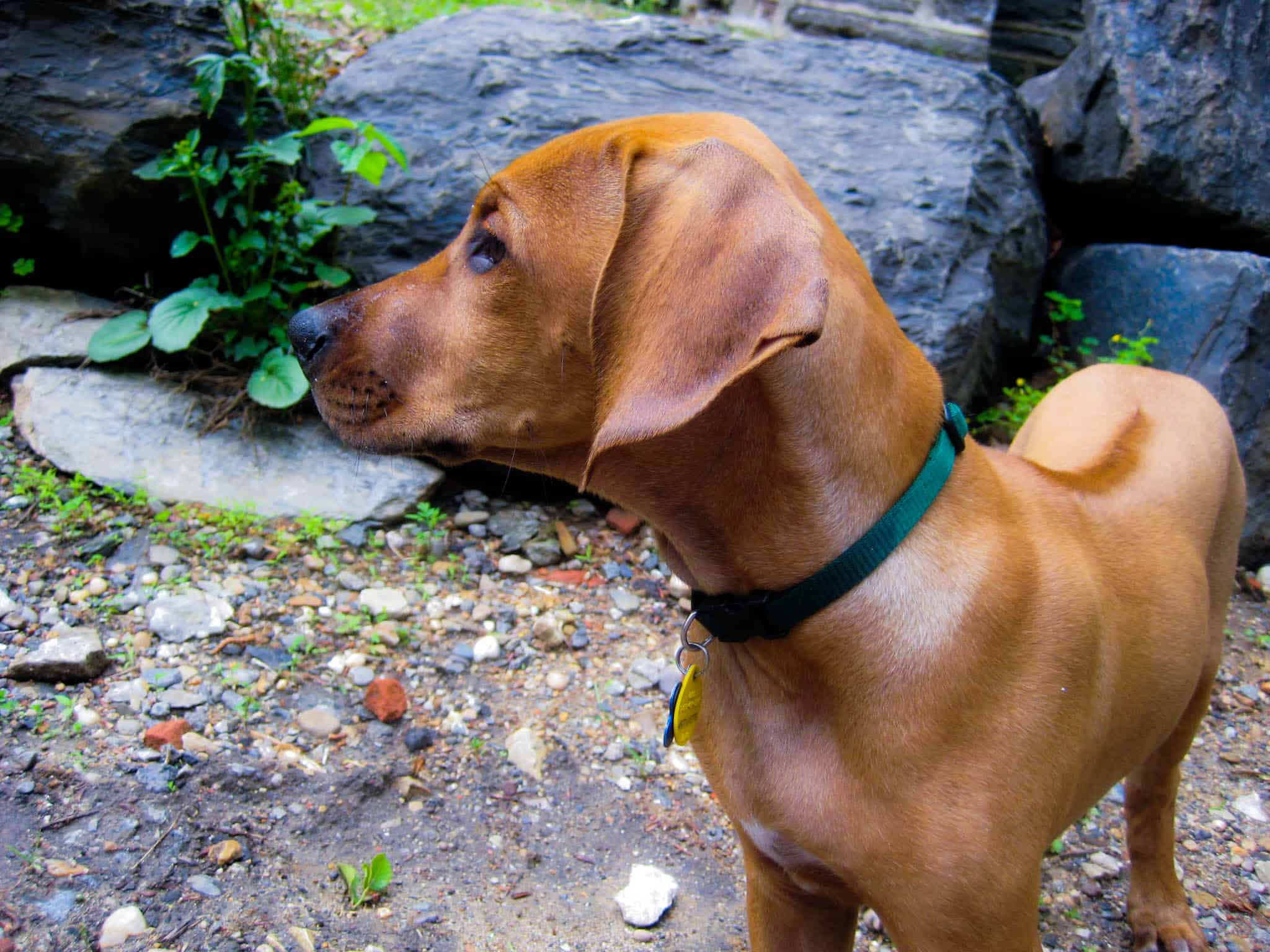 Rhodesian Ridgeback, Rhodesian Ridgeback puppy, Rhodesian Ridgeback photo, dog adventure, dog blog, marking our territory, petcentric