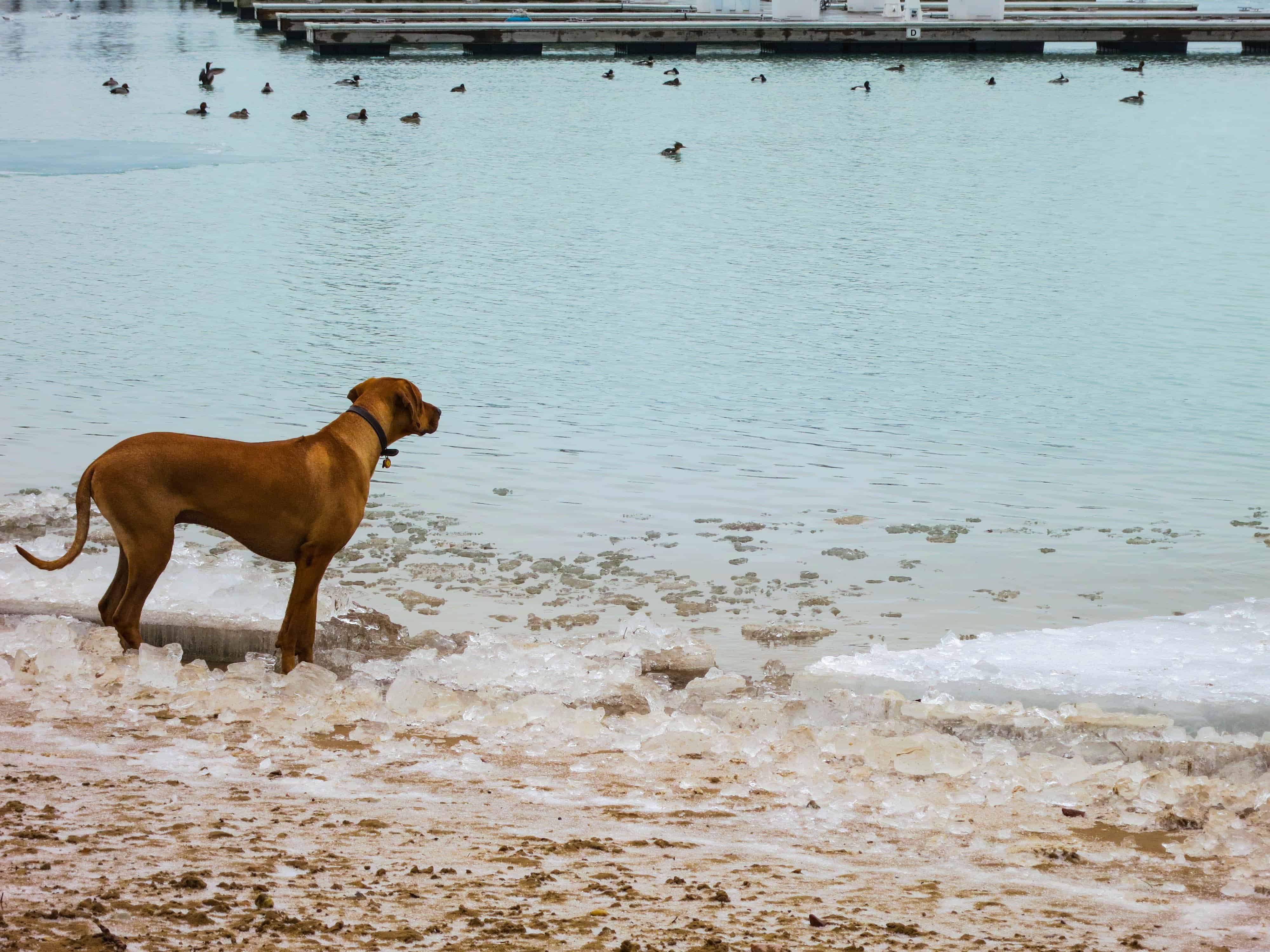 Rhodesian ridgeback, adventure