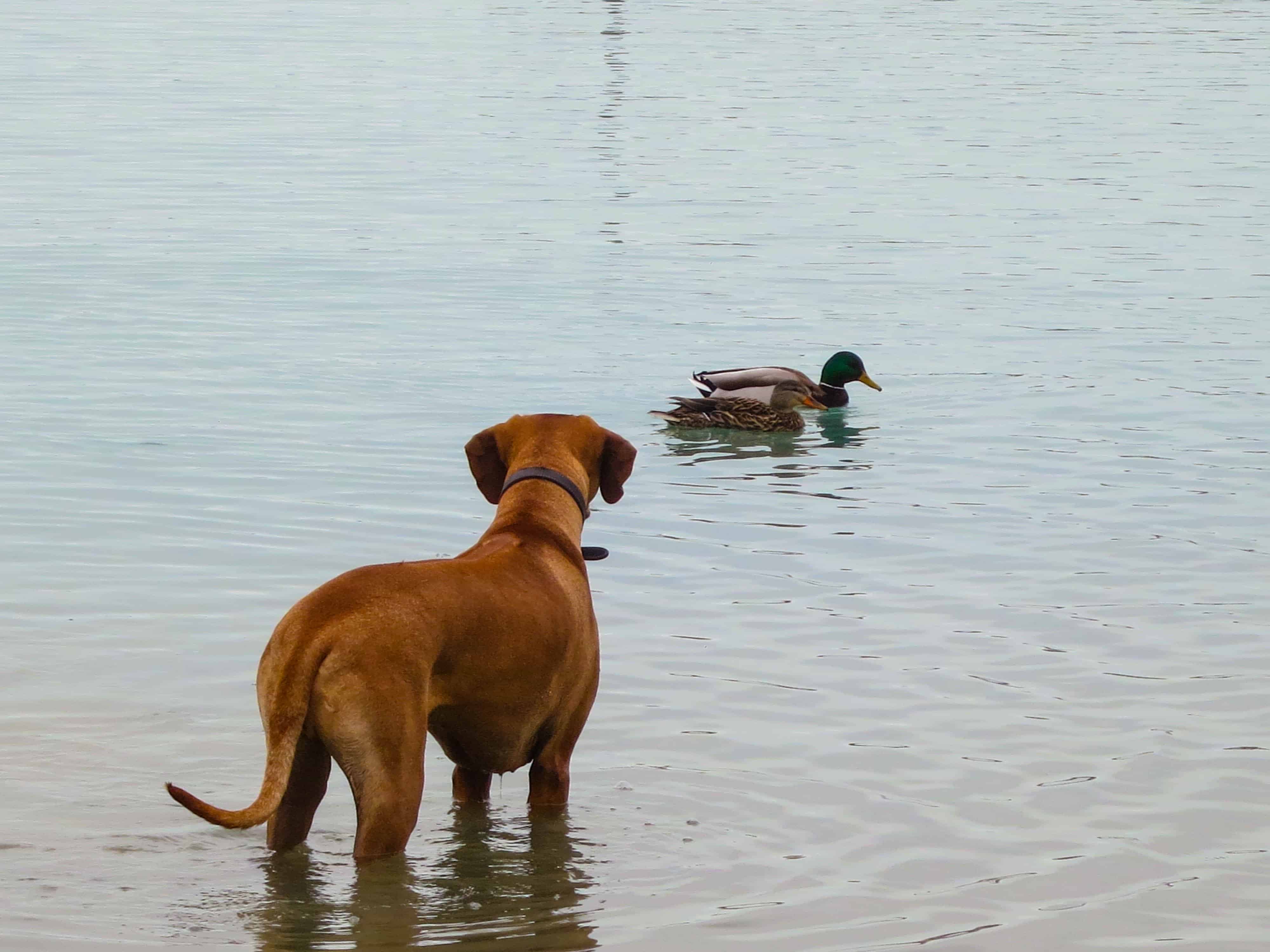 Rhodesian Ridgeback, rhodesian ridgeback photos, pet adventure, dog blog, marking our territory, petcentric