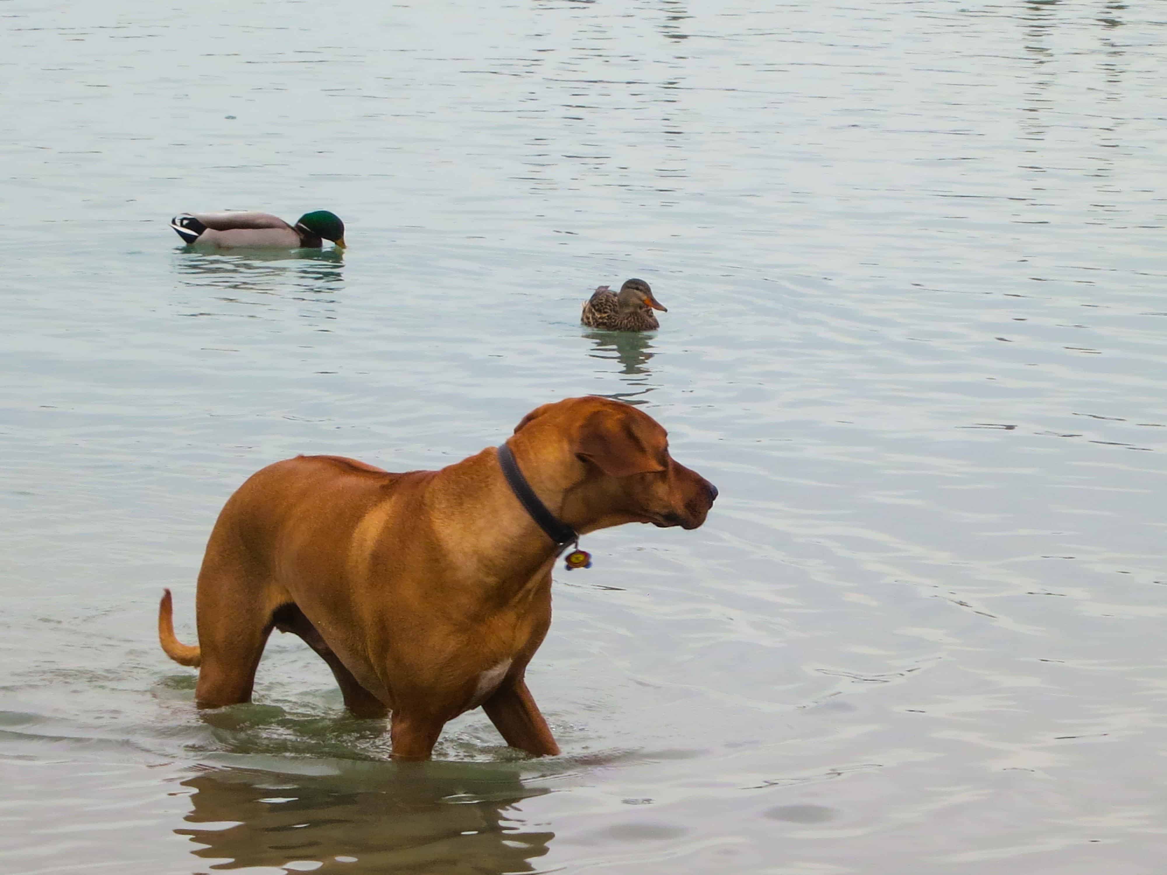 Rhodesian ridgeback, adventure