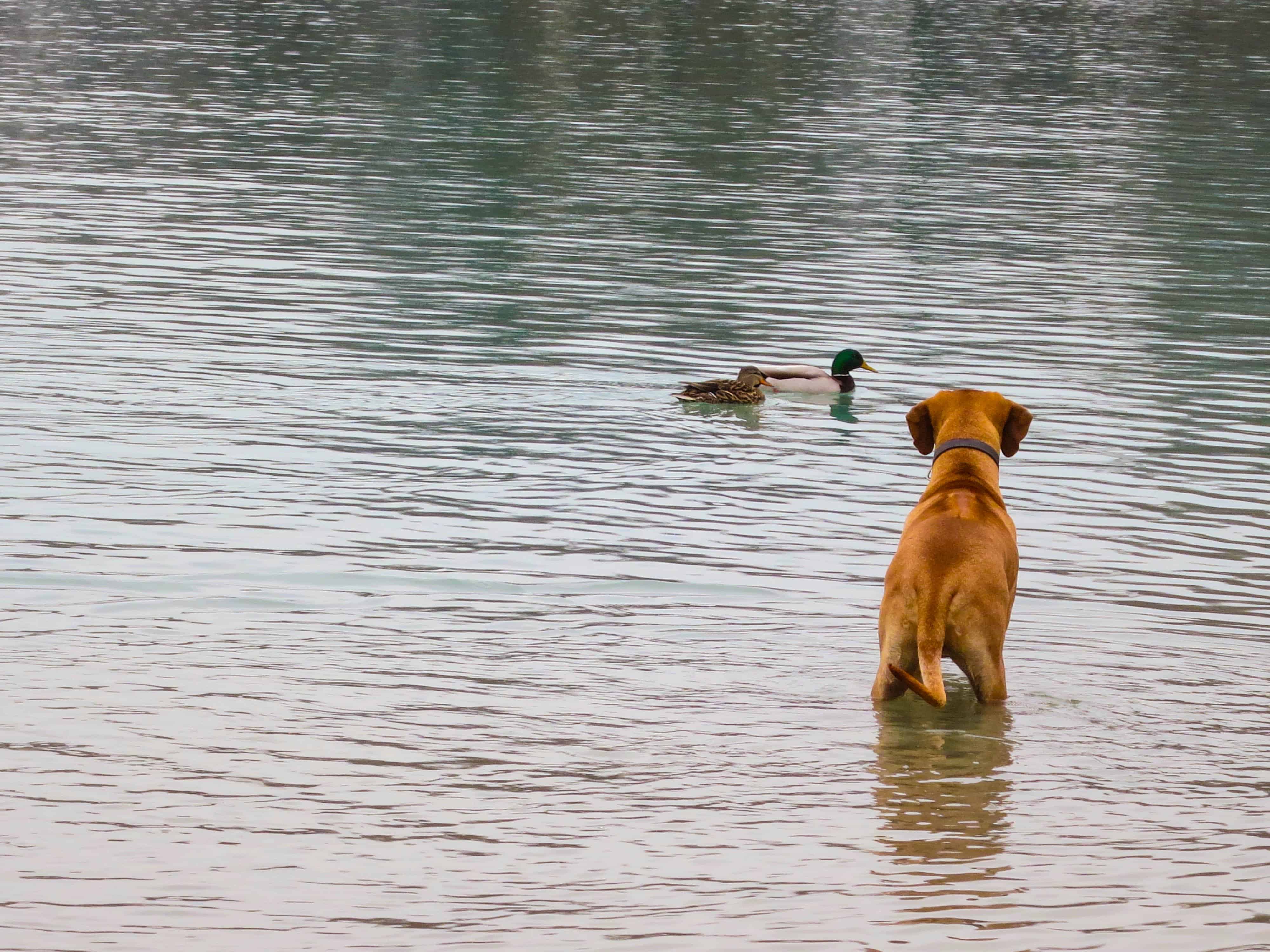 Rhodesian ridgeback, adventure