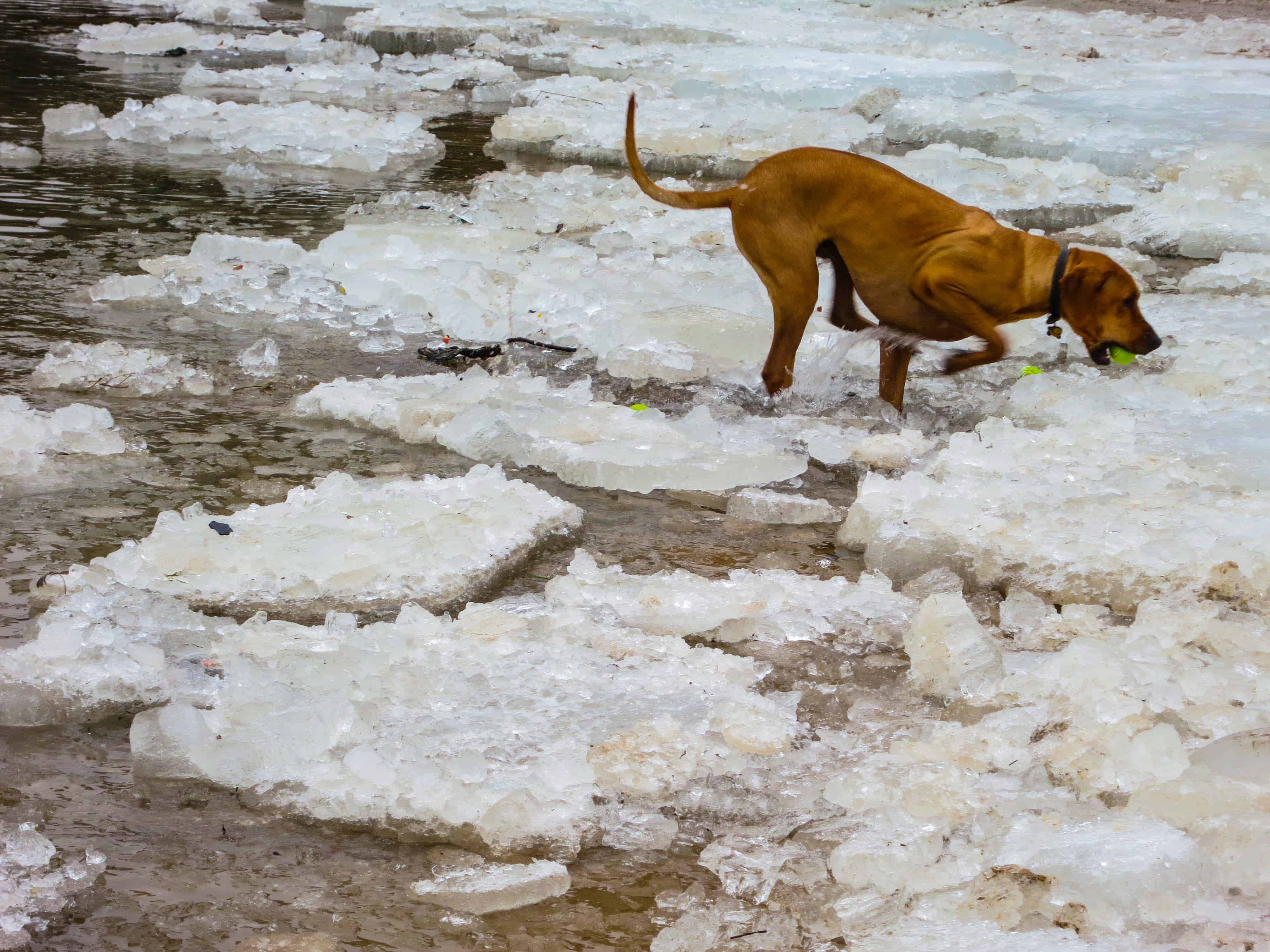 Rhodesian ridgeback, adventure