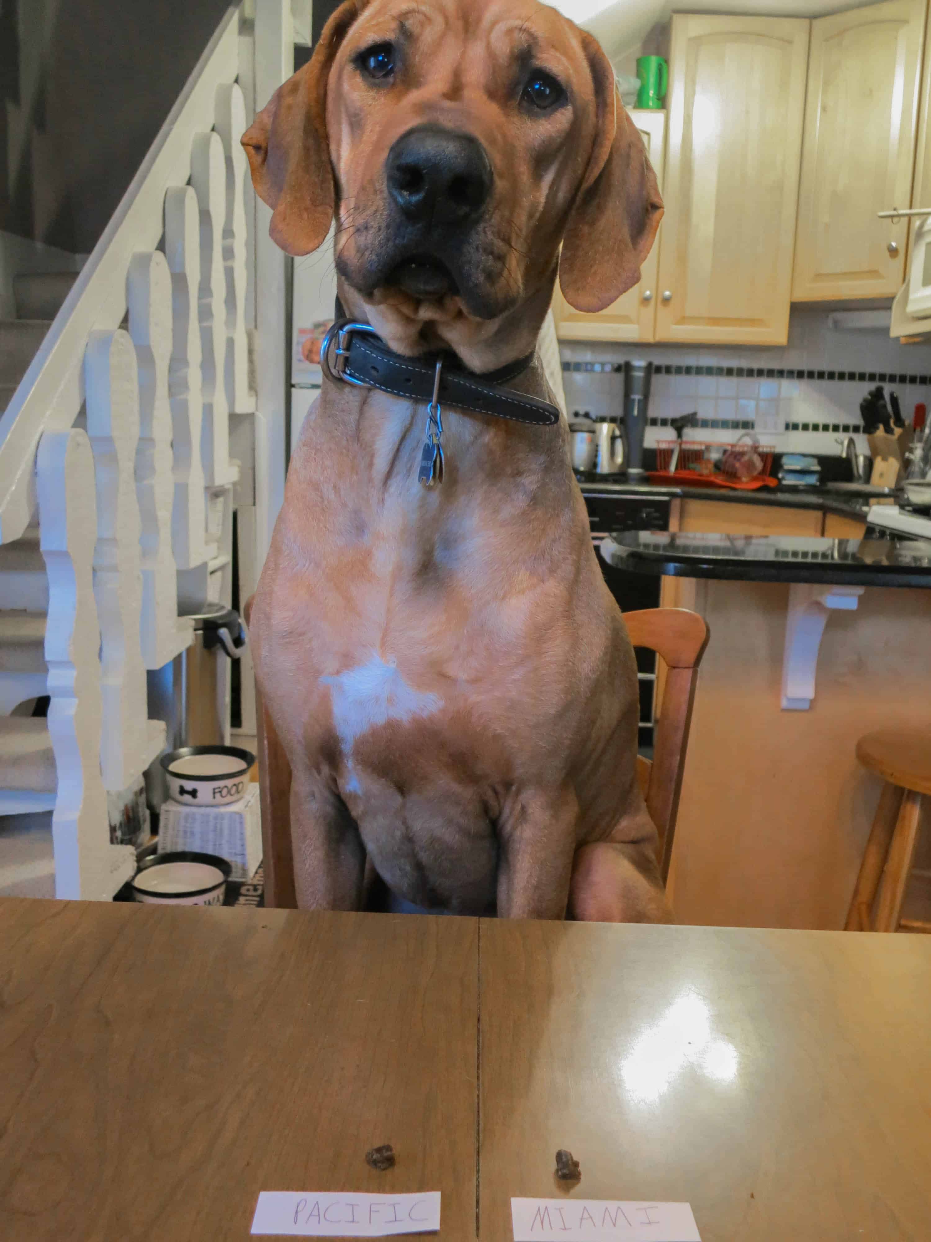 Rhodesian Ridgeback, march madness