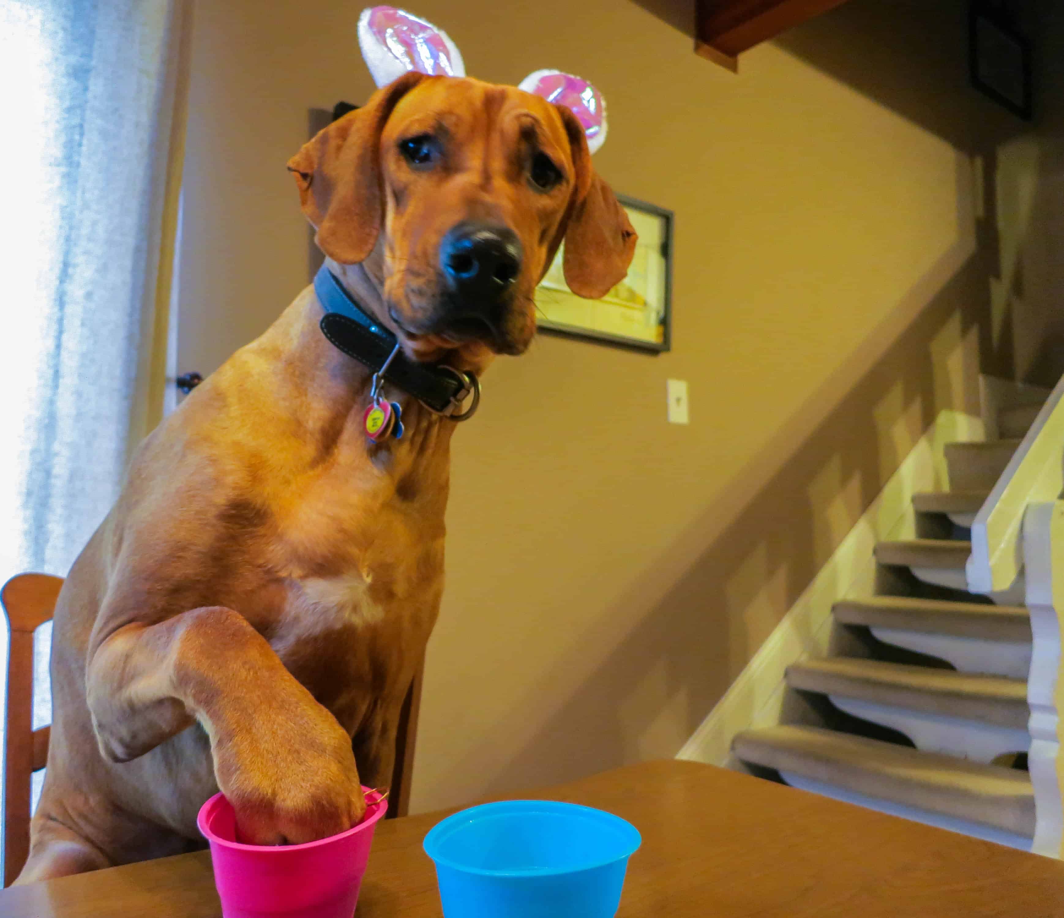 Rhodesian Ridgeback