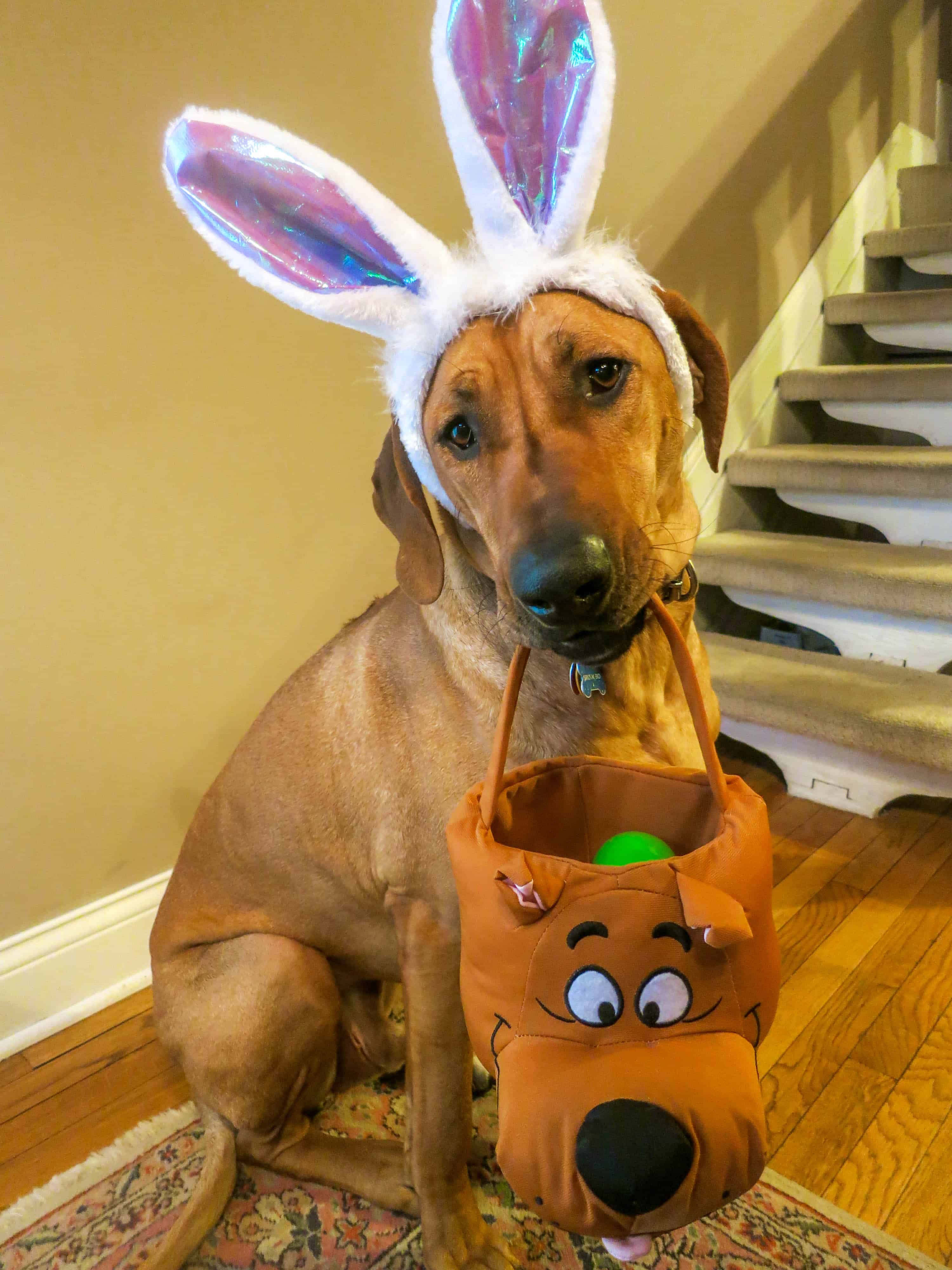 Rhodesian Ridgeback, dog blog