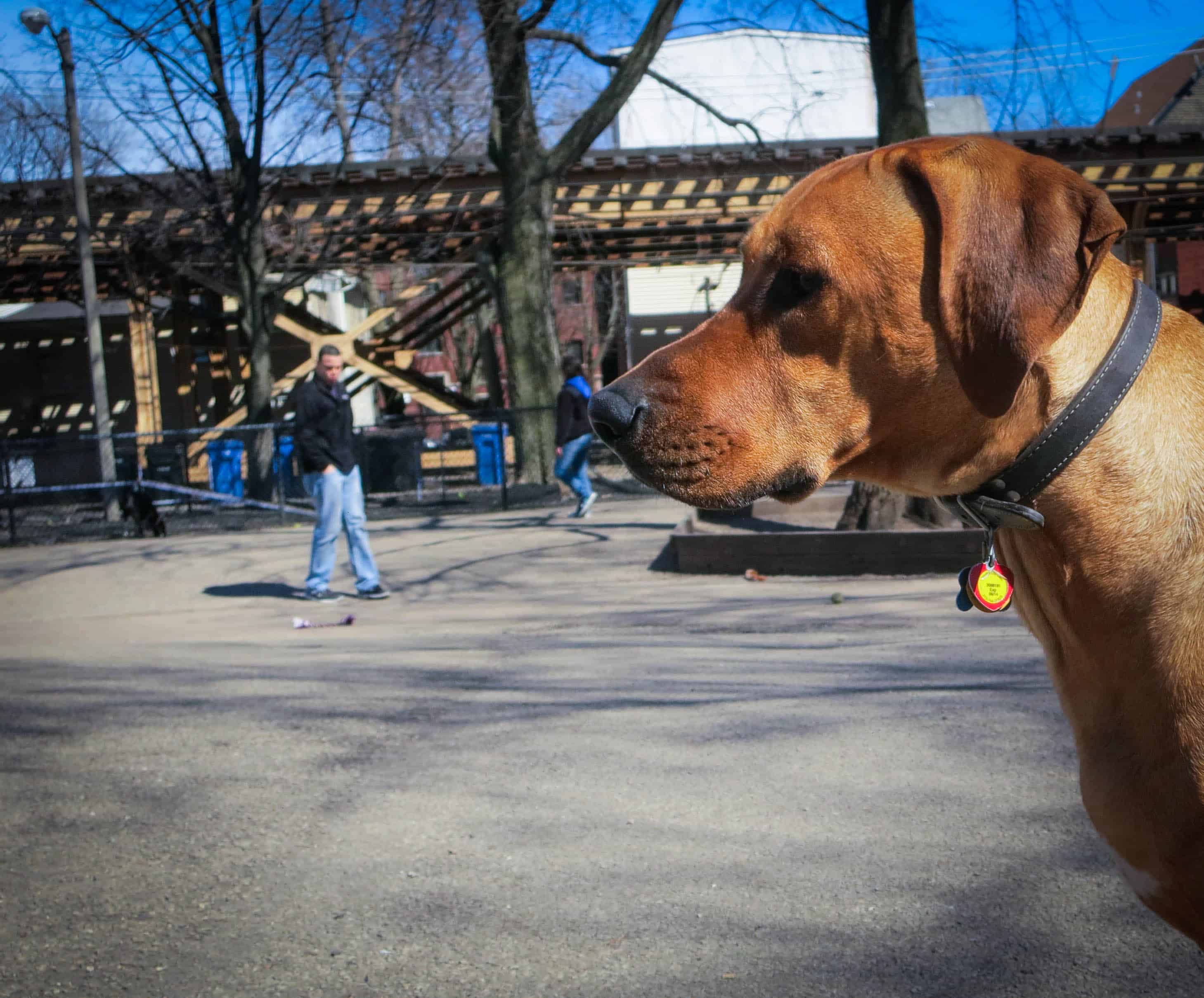 Rhodesian Ridgeback, pet adventure, marking our territory, dog blog, pet blog, pet photos,