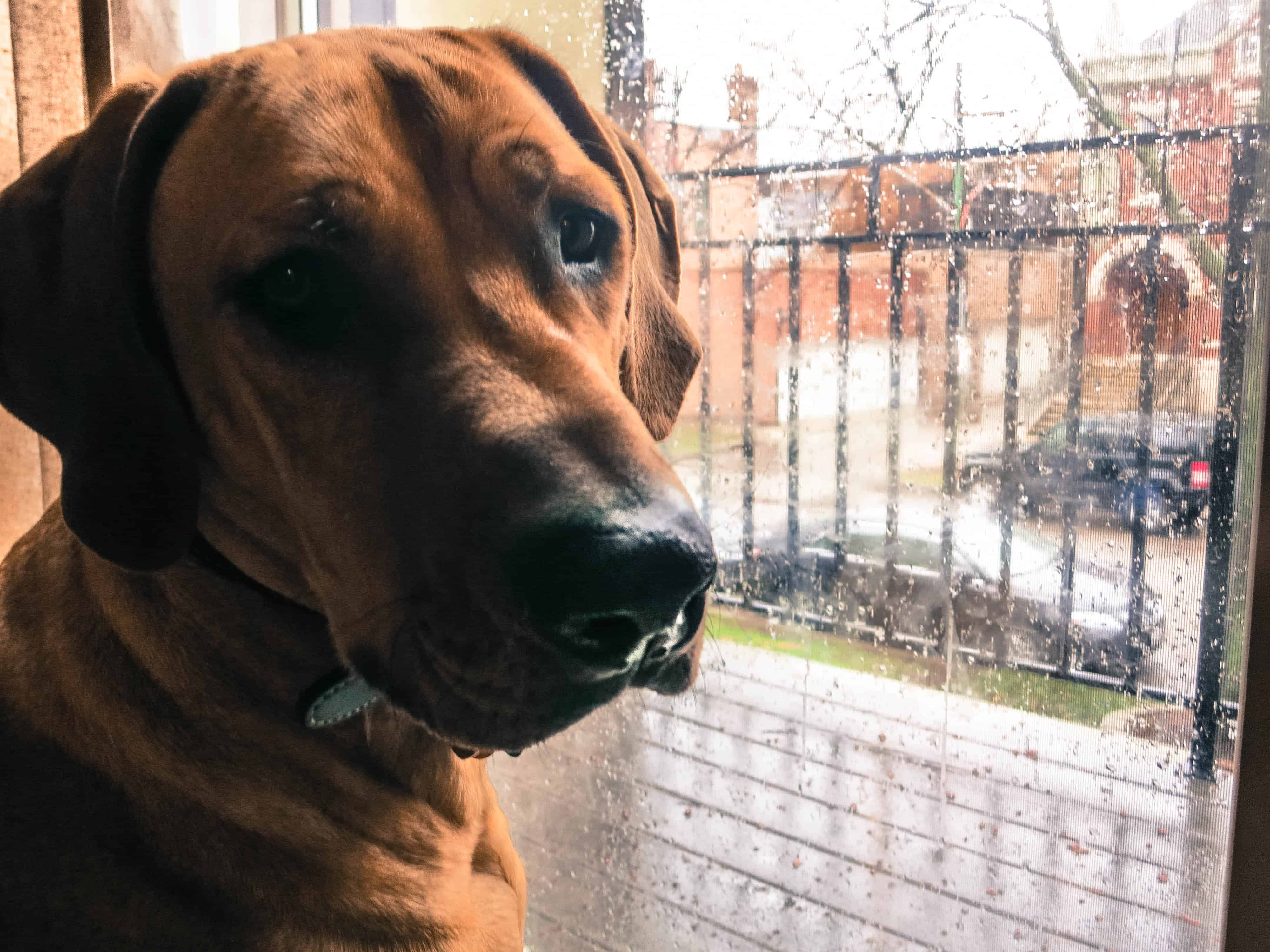 Rhodesian Ridgeback, pet adventure, dog blog, pet photos