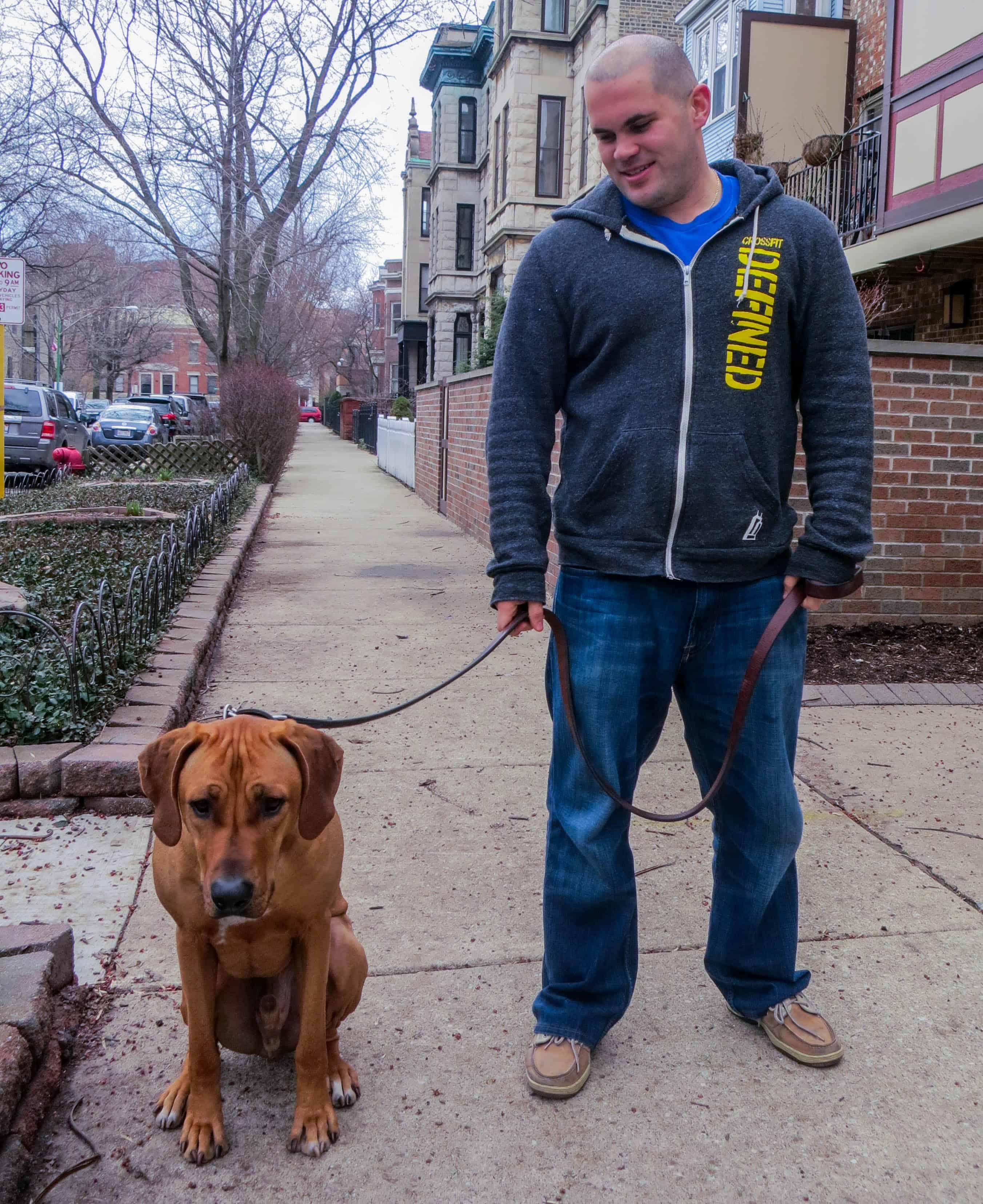 Rhodesian Ridgeback, dog blog