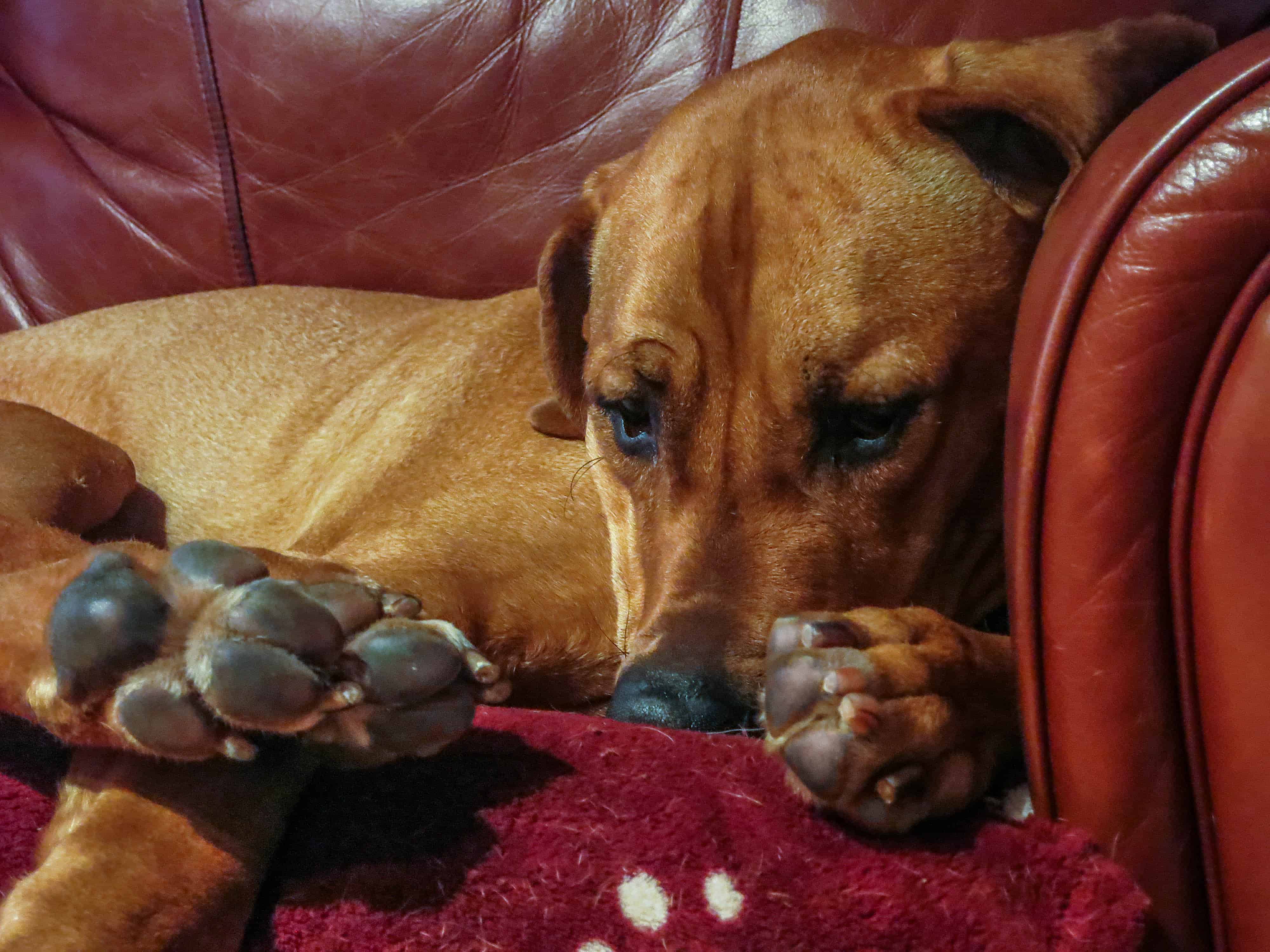 Rhodesian Ridgeback, pet blog, dog adventure