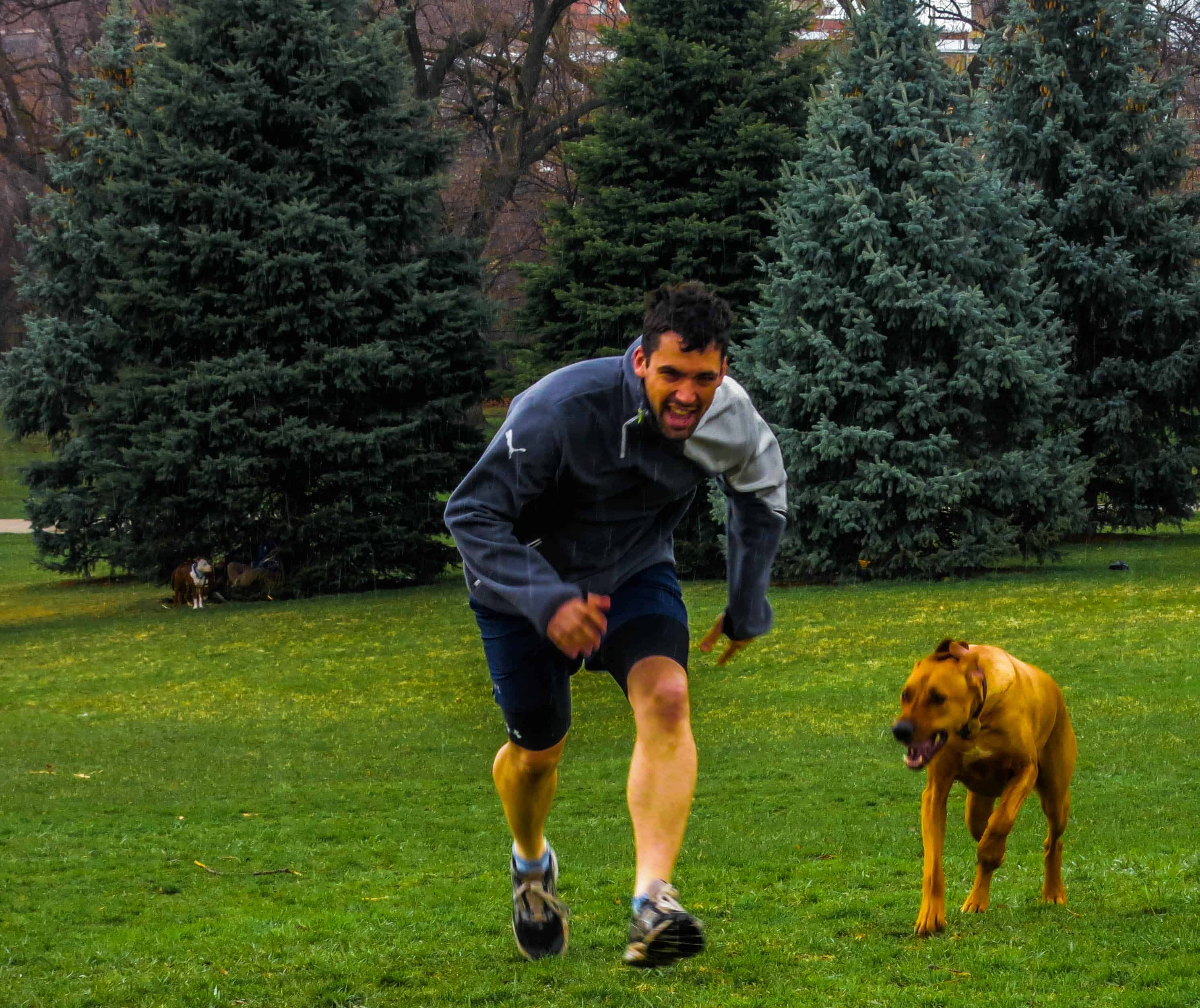 Rhodesian Ridgeback, pet blog, dog adventure