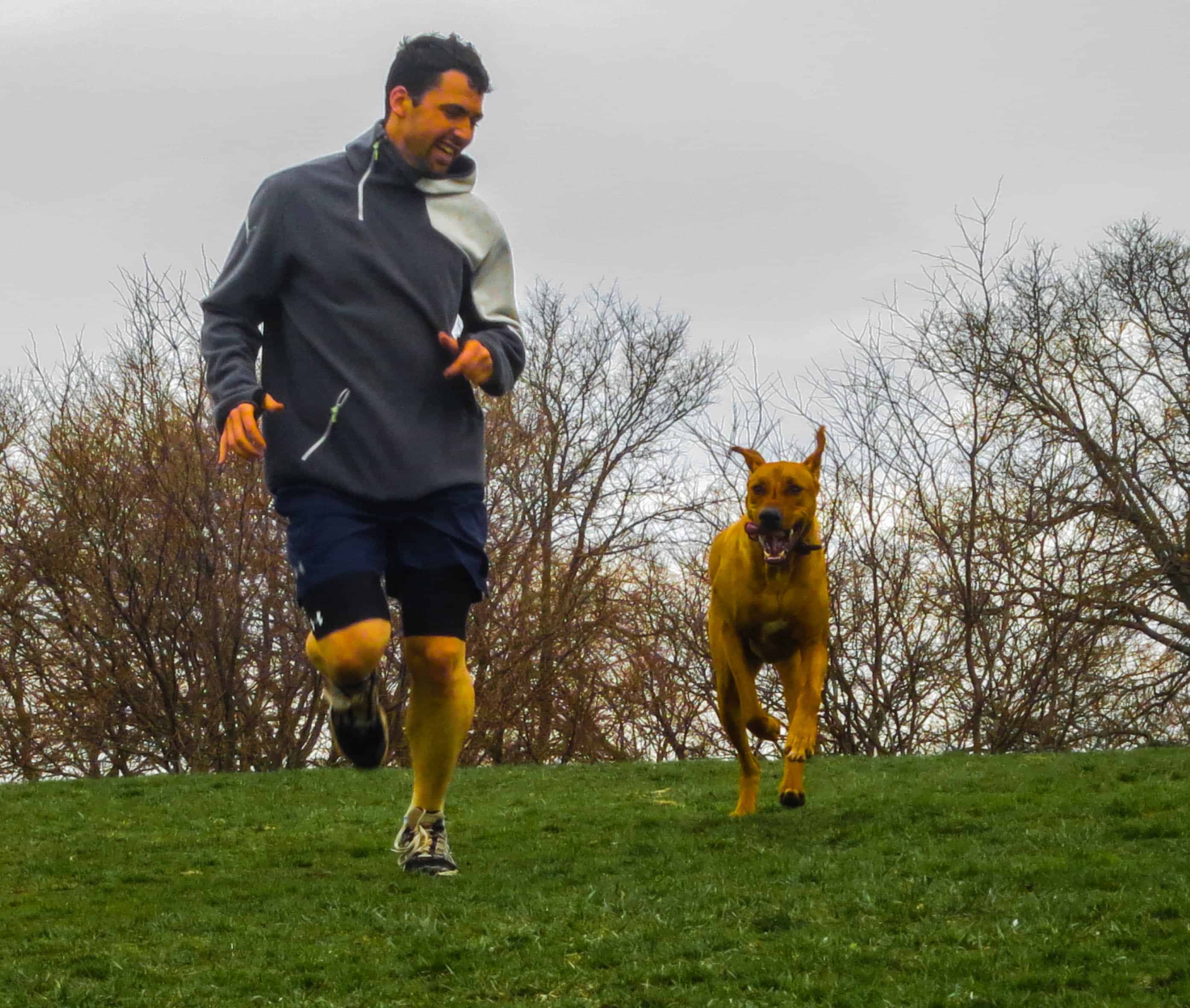 Rhodesian Ridgeback, pet blog, dog adventure