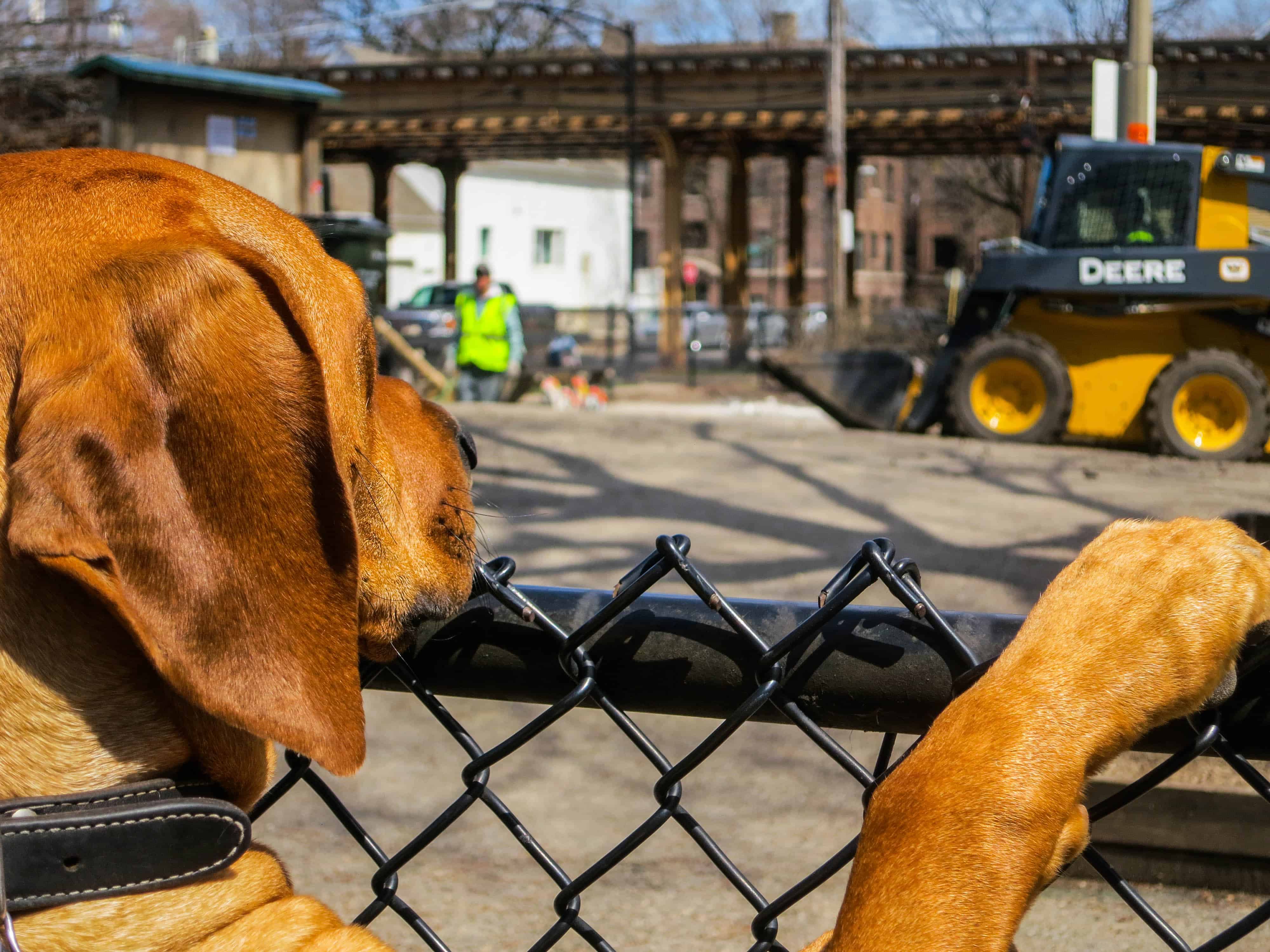 Rhodesian Ridgeback photo, pet adventure, dog blog, pet photos