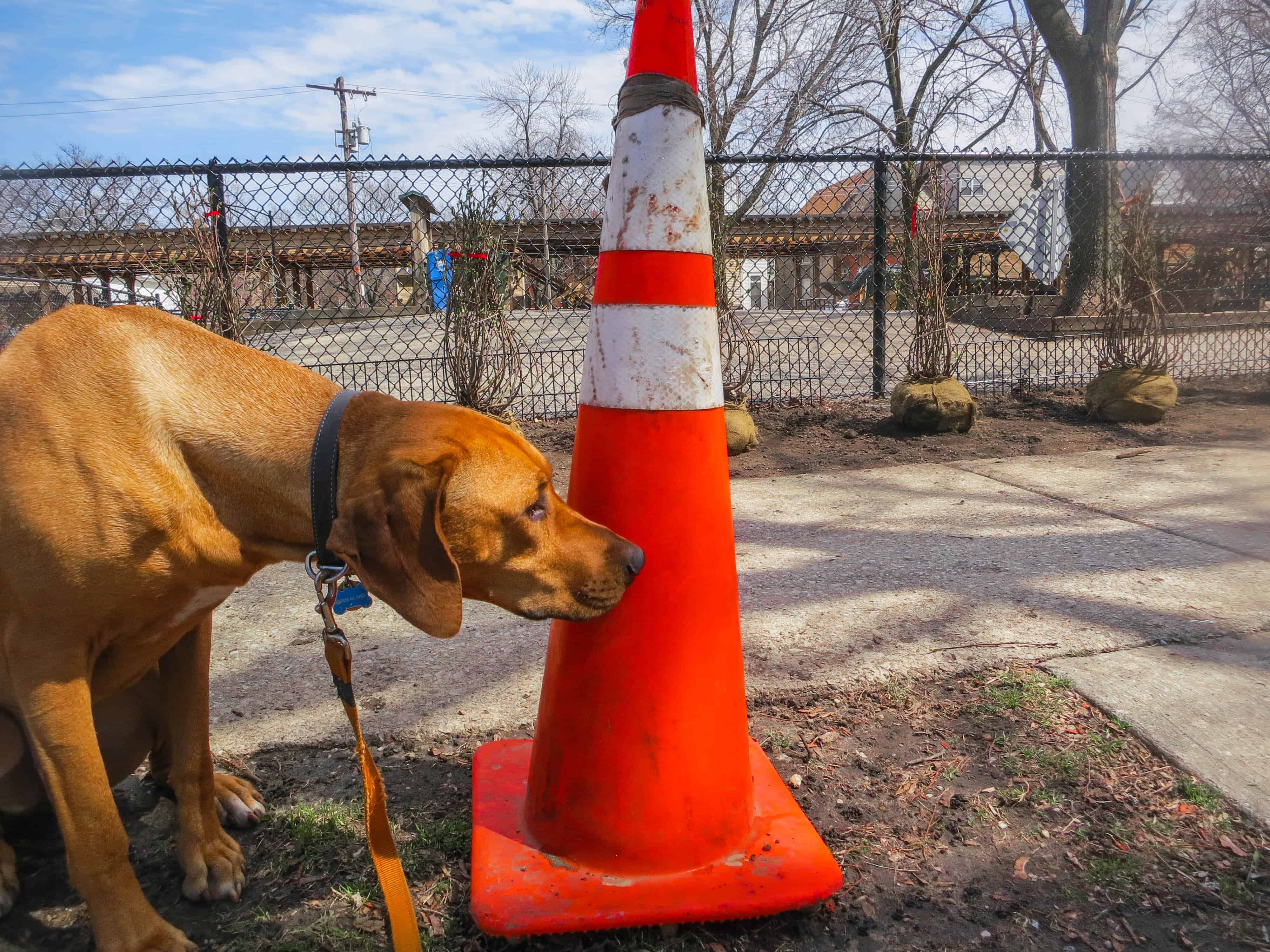 Rhodesian Ridgeback photo, pet adventure, dog blog, pet photos