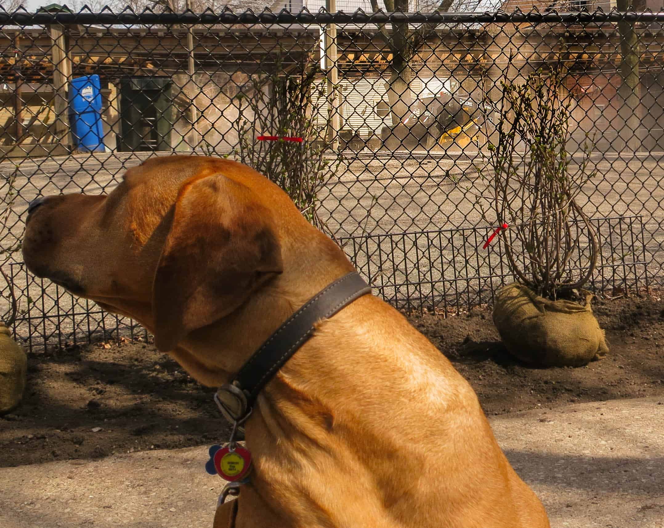 Rhodesian Ridgeback photo, pet adventure, dog blog, pet photos