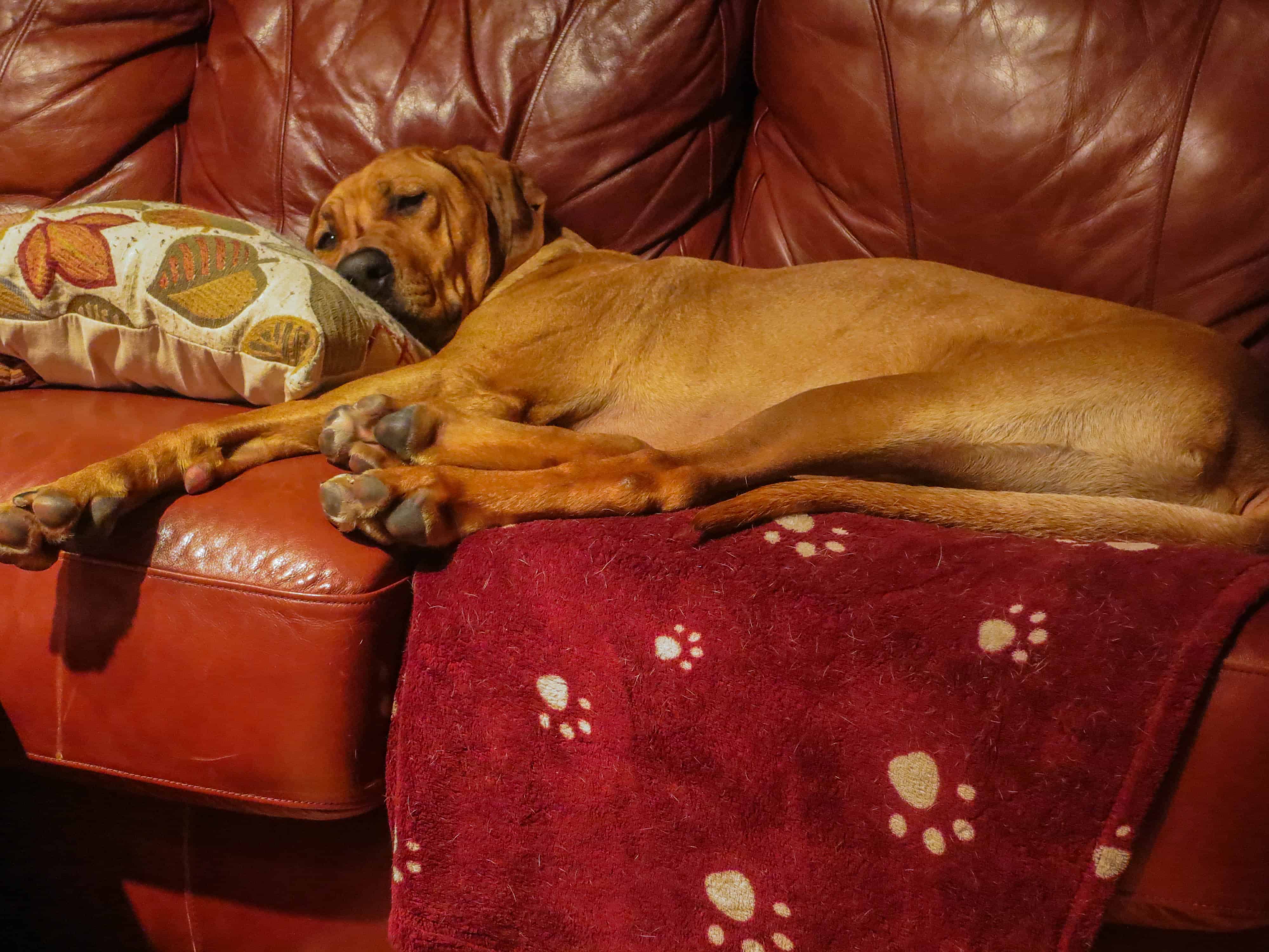 Rhodesian Ridgeback, pet adventure, dog blog, pet photos, Rhodesian Ridgeback photo