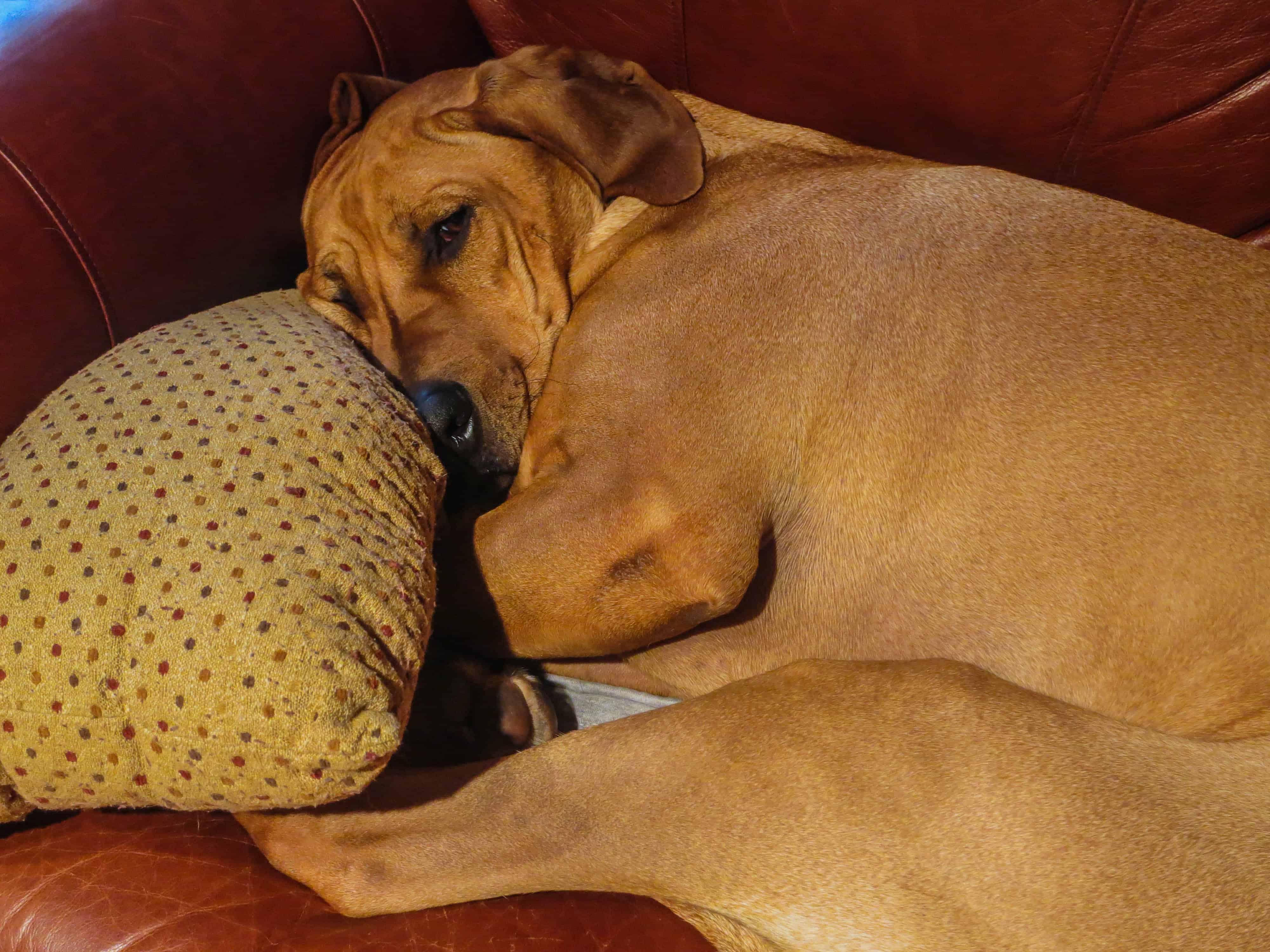 Rhodesian Ridgeback, pet adventure, dog blog, pet photos, Rhodesian Ridgeback photo