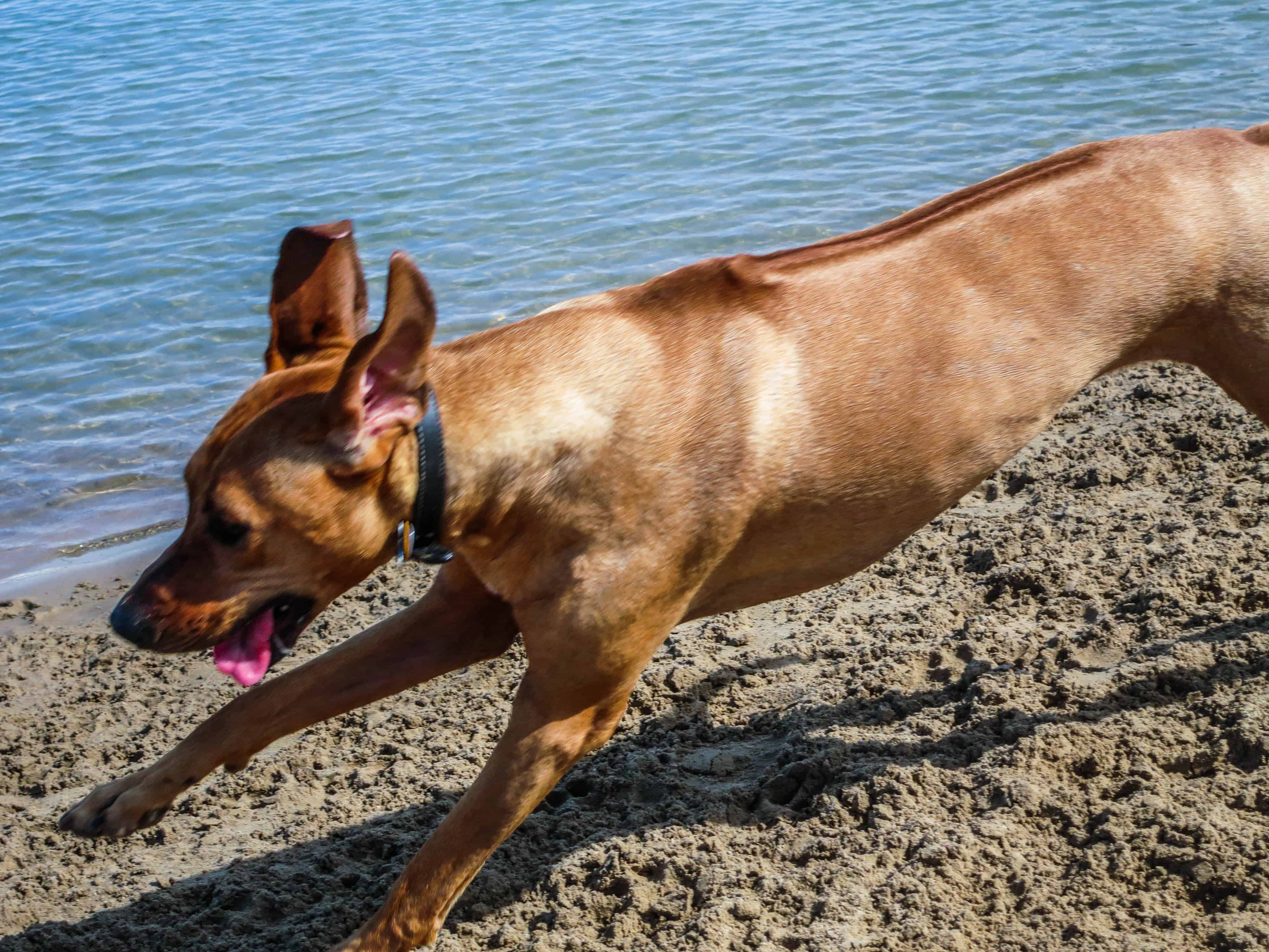 Rhodesian Ridgeback, dog blog, pet photos, pet adventure, chicago