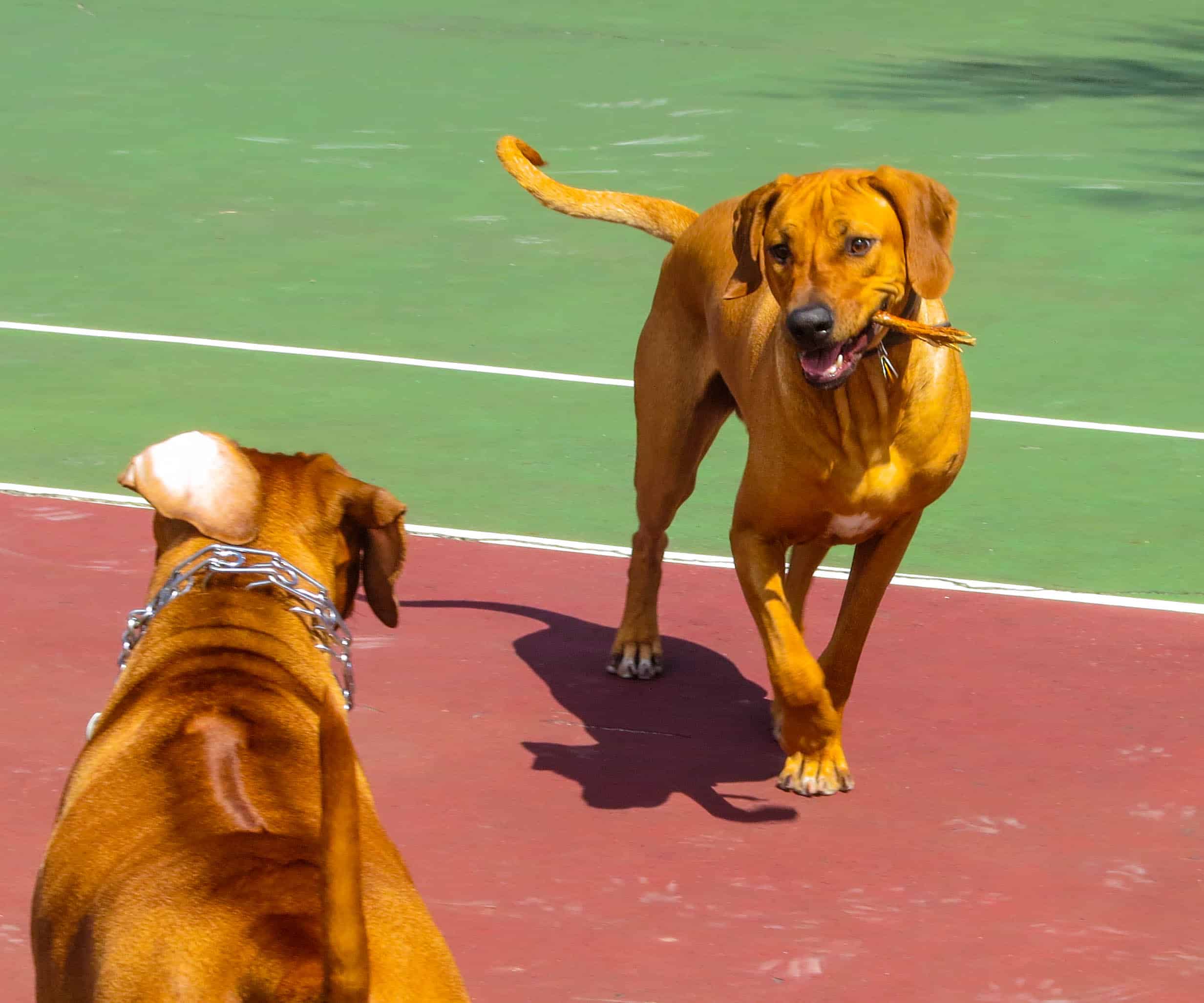 Rhodesian Ridgebacks playing