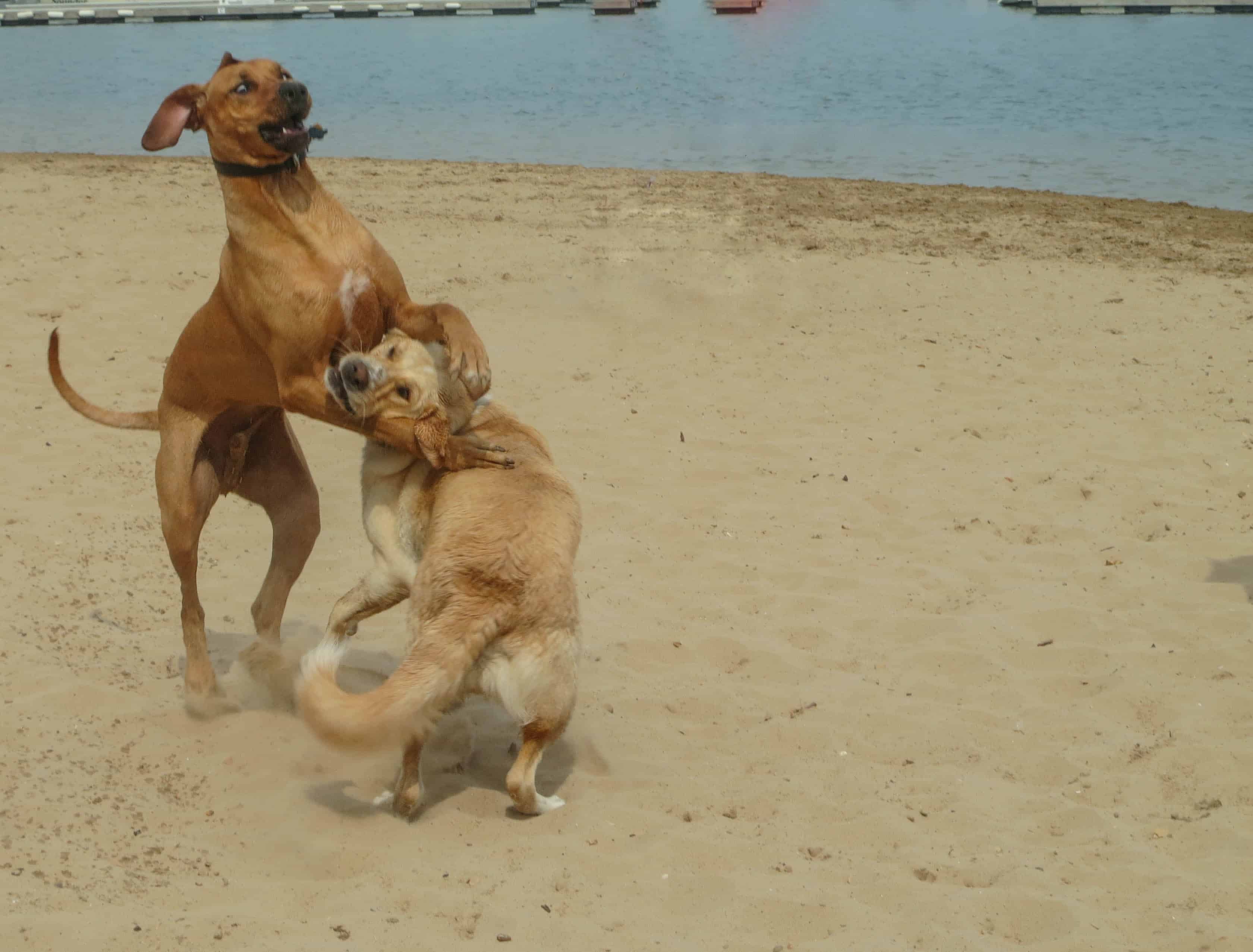 Rhodesian Ridgeback, dog blog, pet photos, pet adventure, chicago