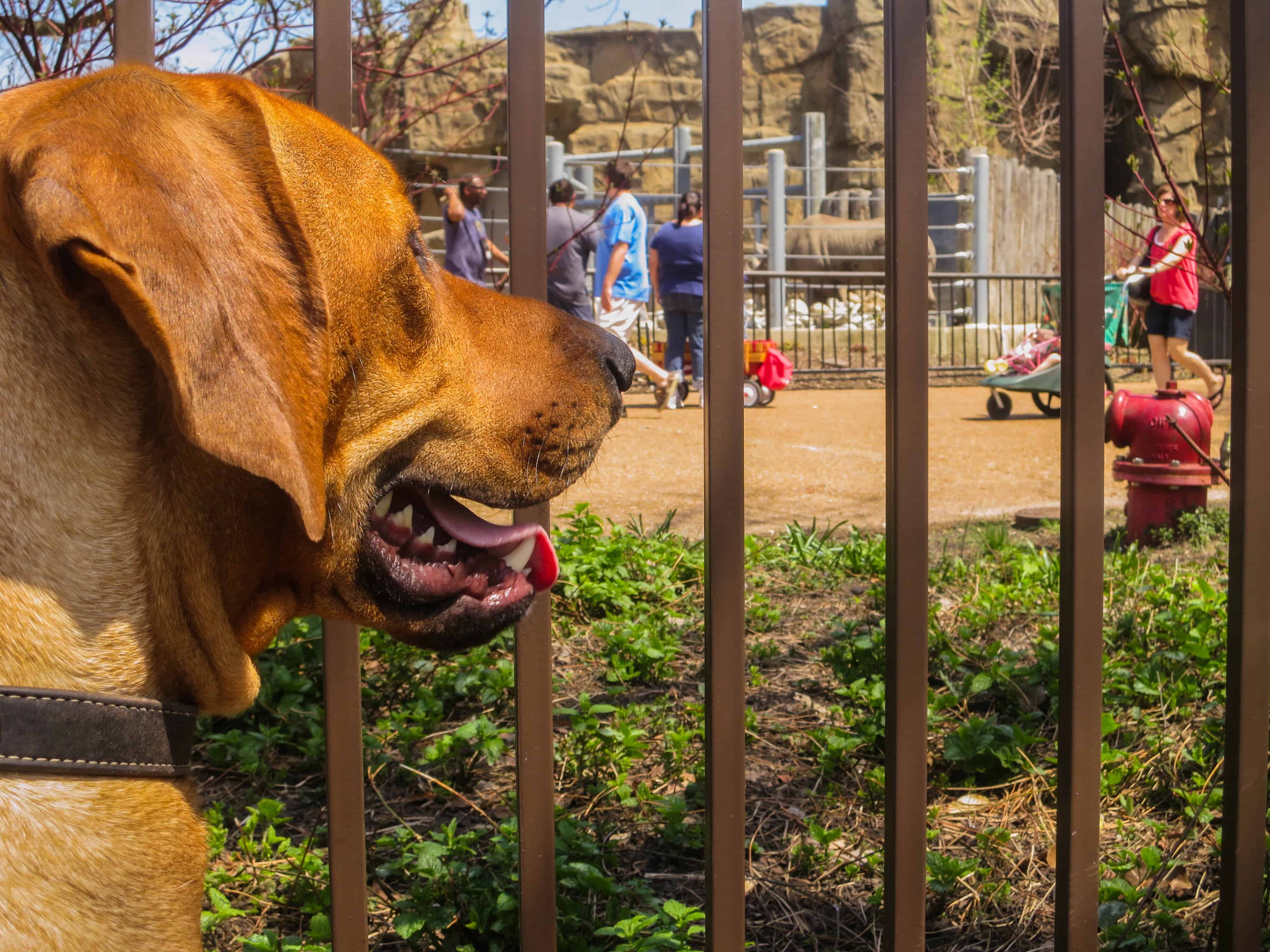 Rhodesian Ridgeback